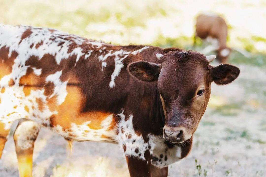 Photo by Clara Jay Photo