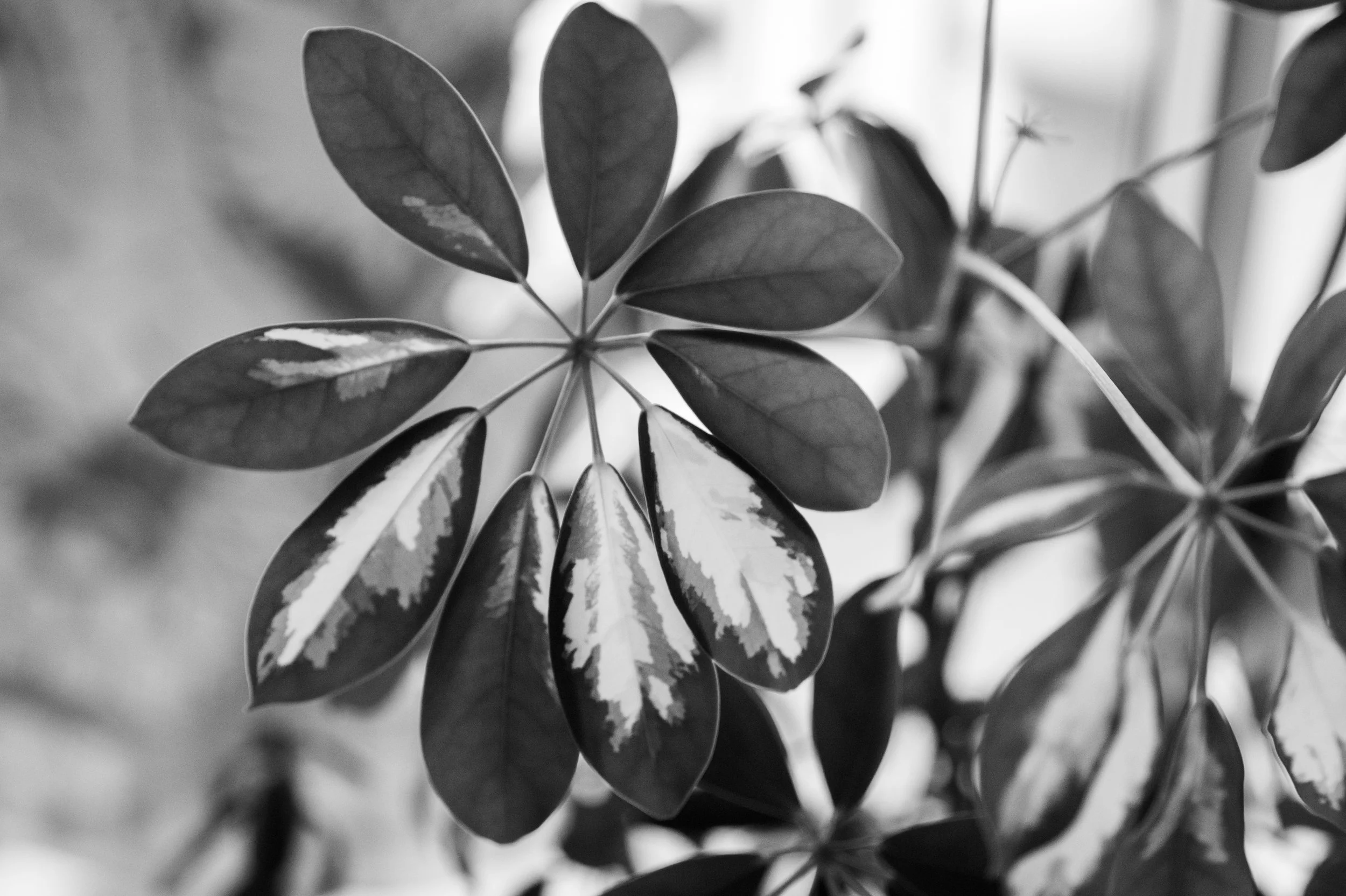 Close-up of a leafy plant with variegated leaves in black and white.