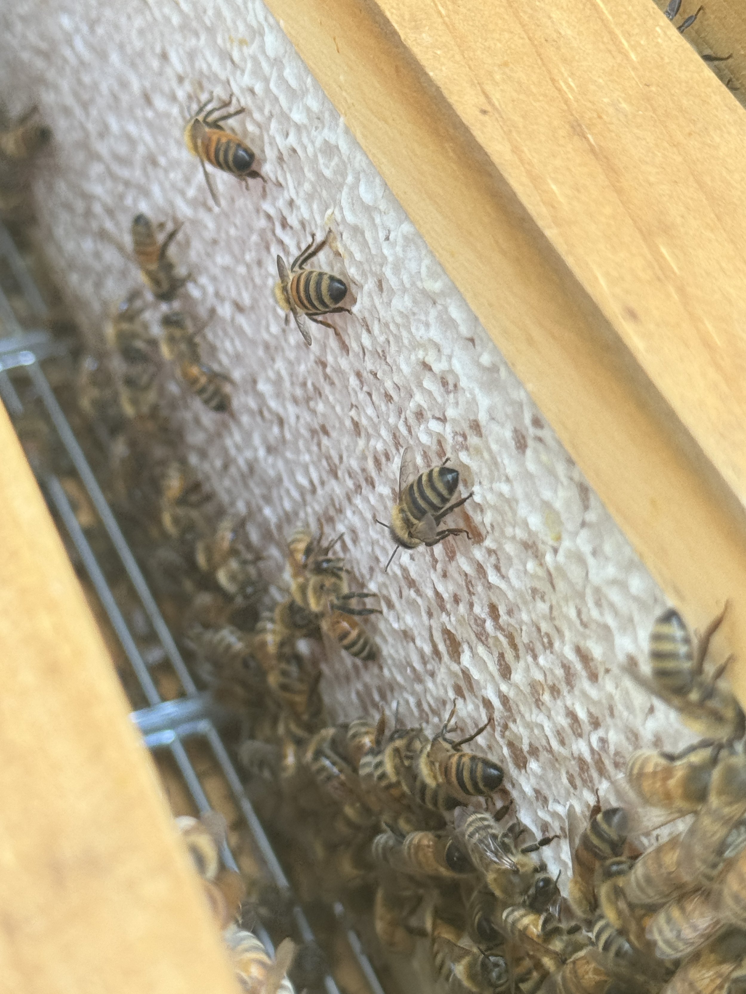 Honey on a frame