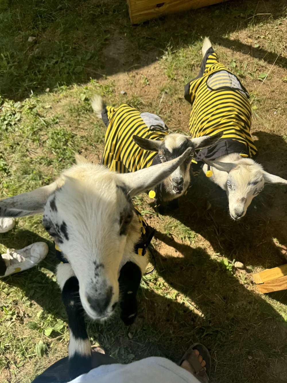 Bucky, Sagan, and Newton