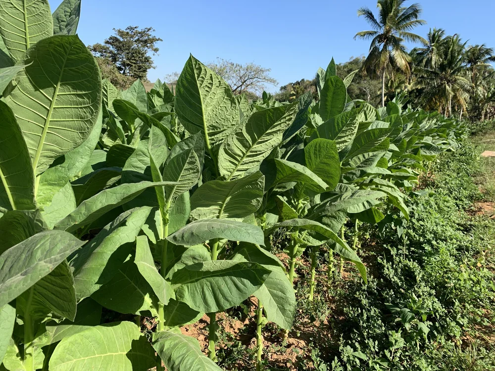 Tobacco plants.jpeg
