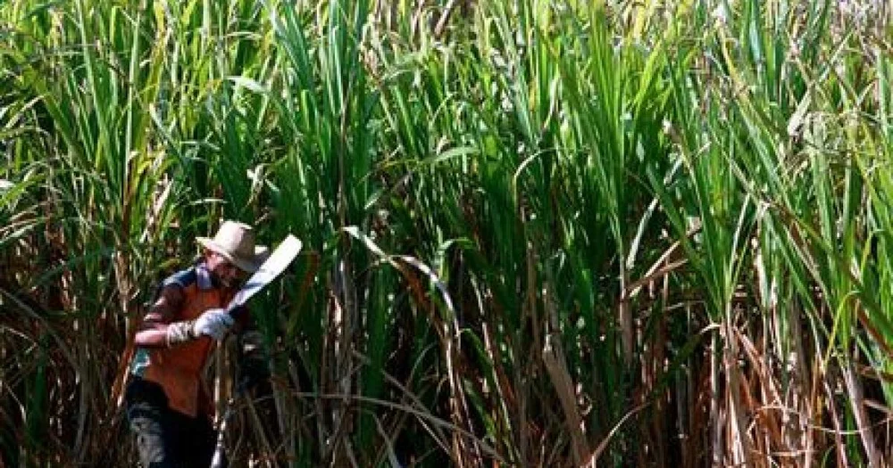 Sugar Cane Cuba.jpeg