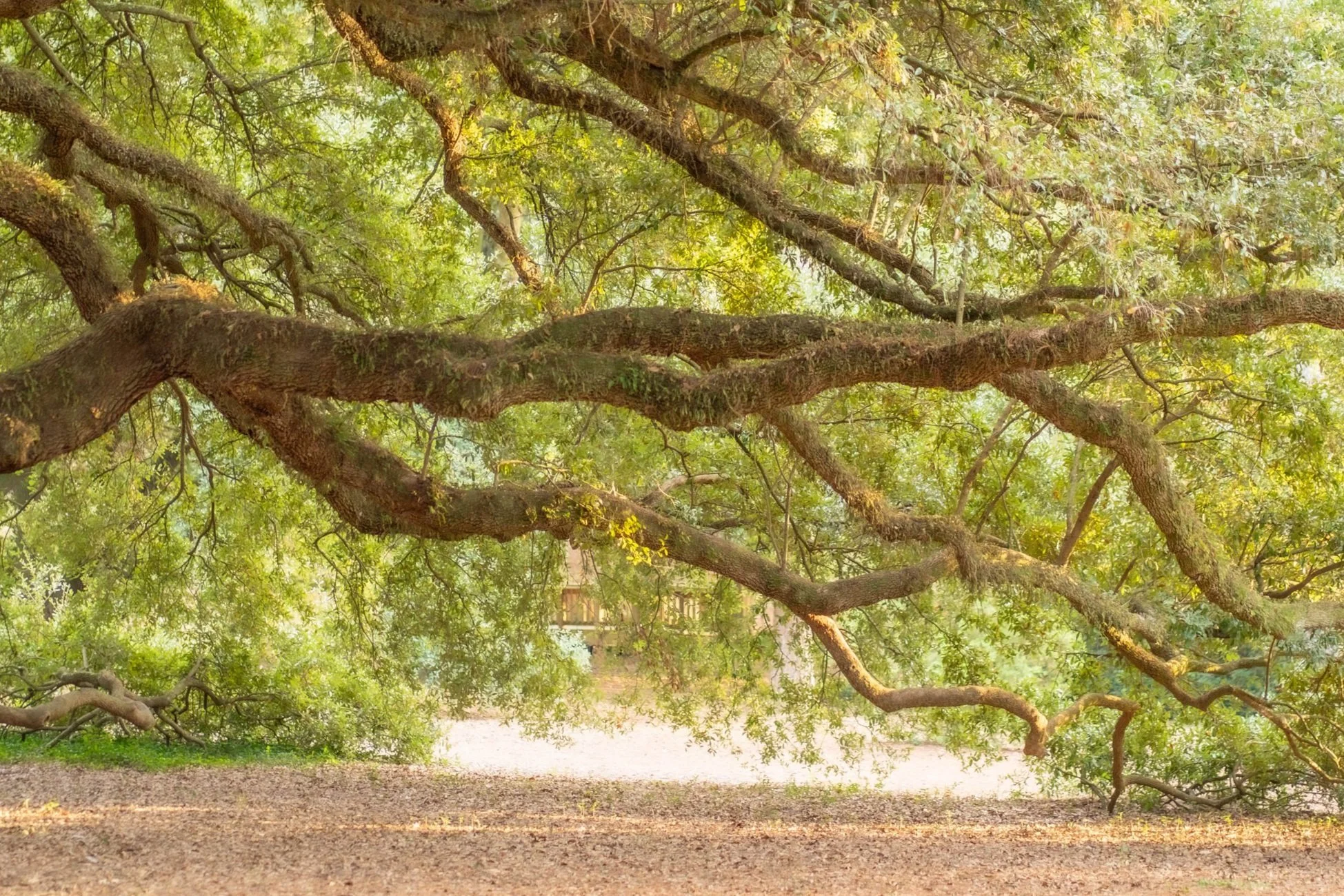 Large tree with sprawling branches and green leaves, extending over a dirt ground in a park or forest setting, with sunlight filtering through the foliage.