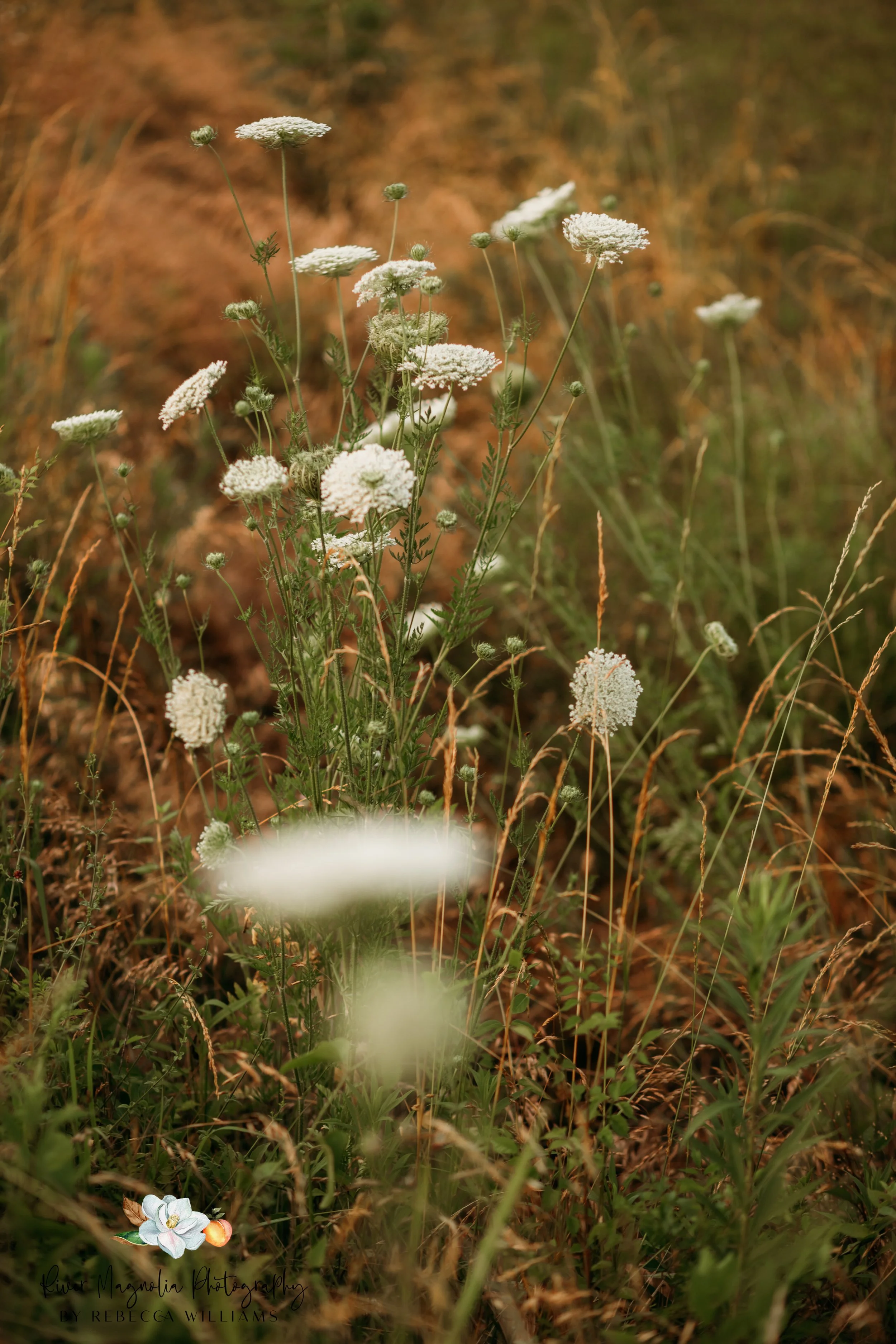 Wild white flowers growing among tall grasses in a field with a blurred background and warm lighting.