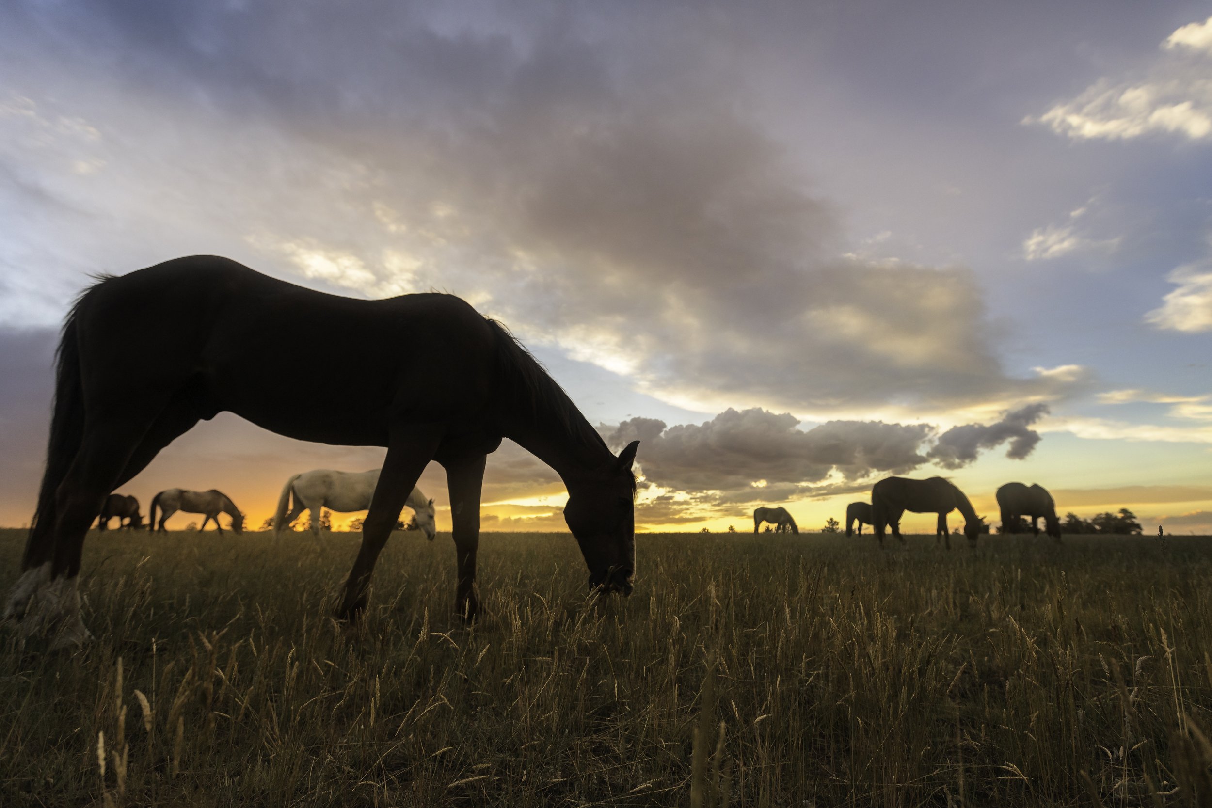 horse_horizon.jpg