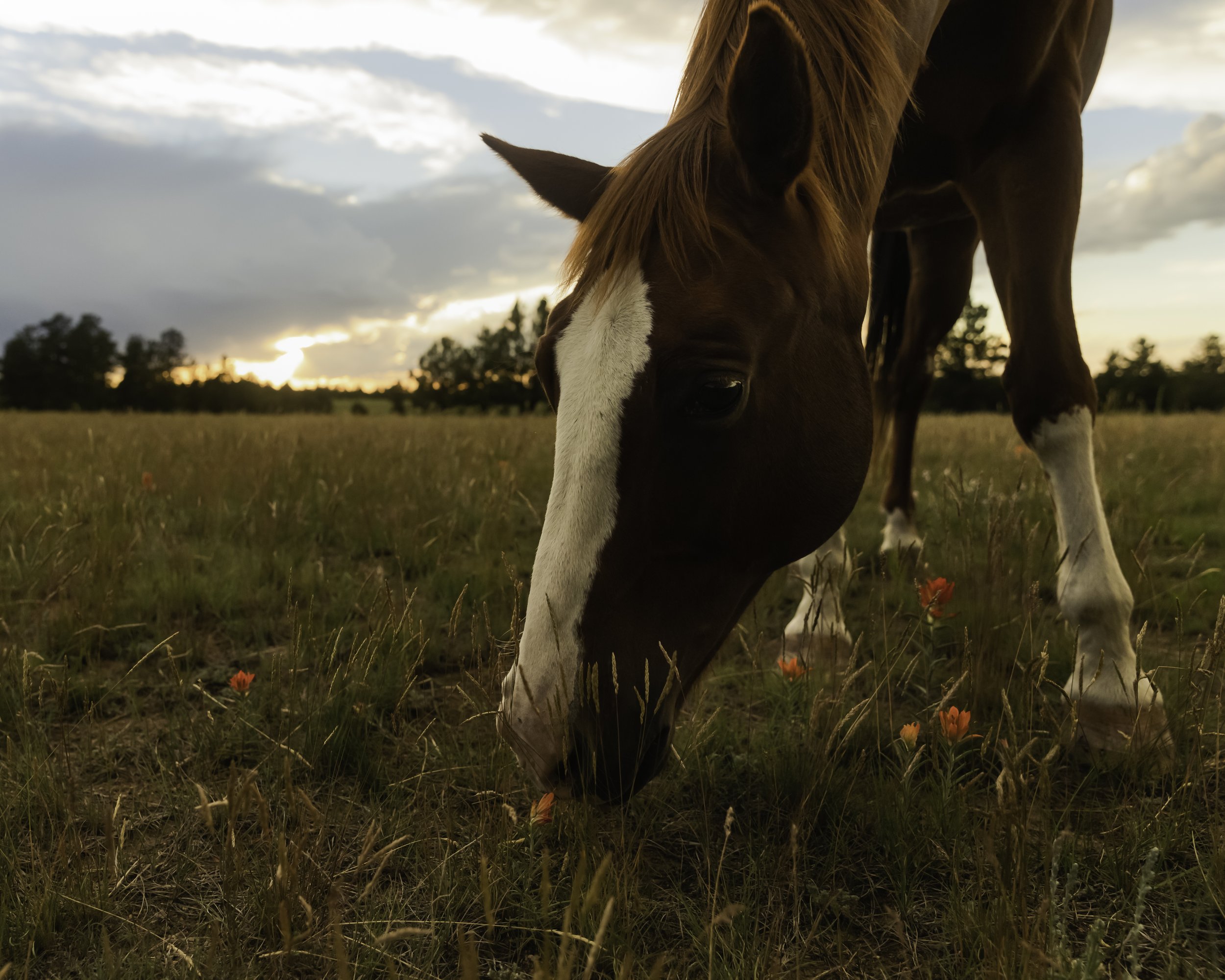 horse_graze_close.jpg
