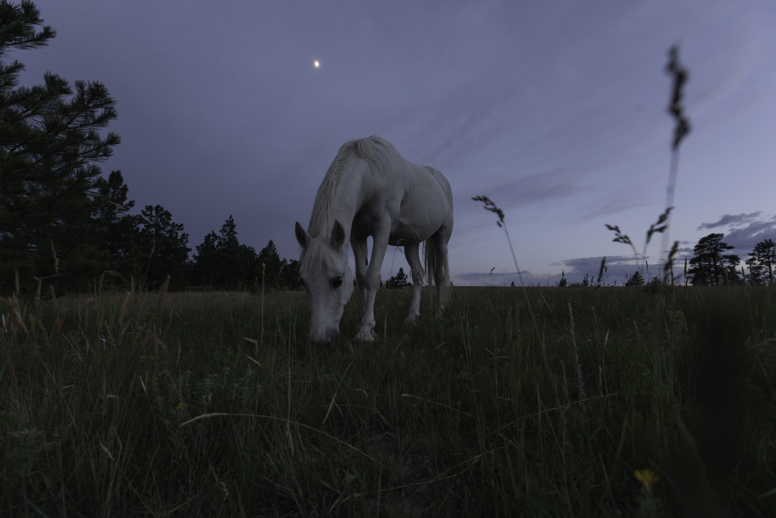 Daphne_PinkHorse_Moon_RAW.jpg