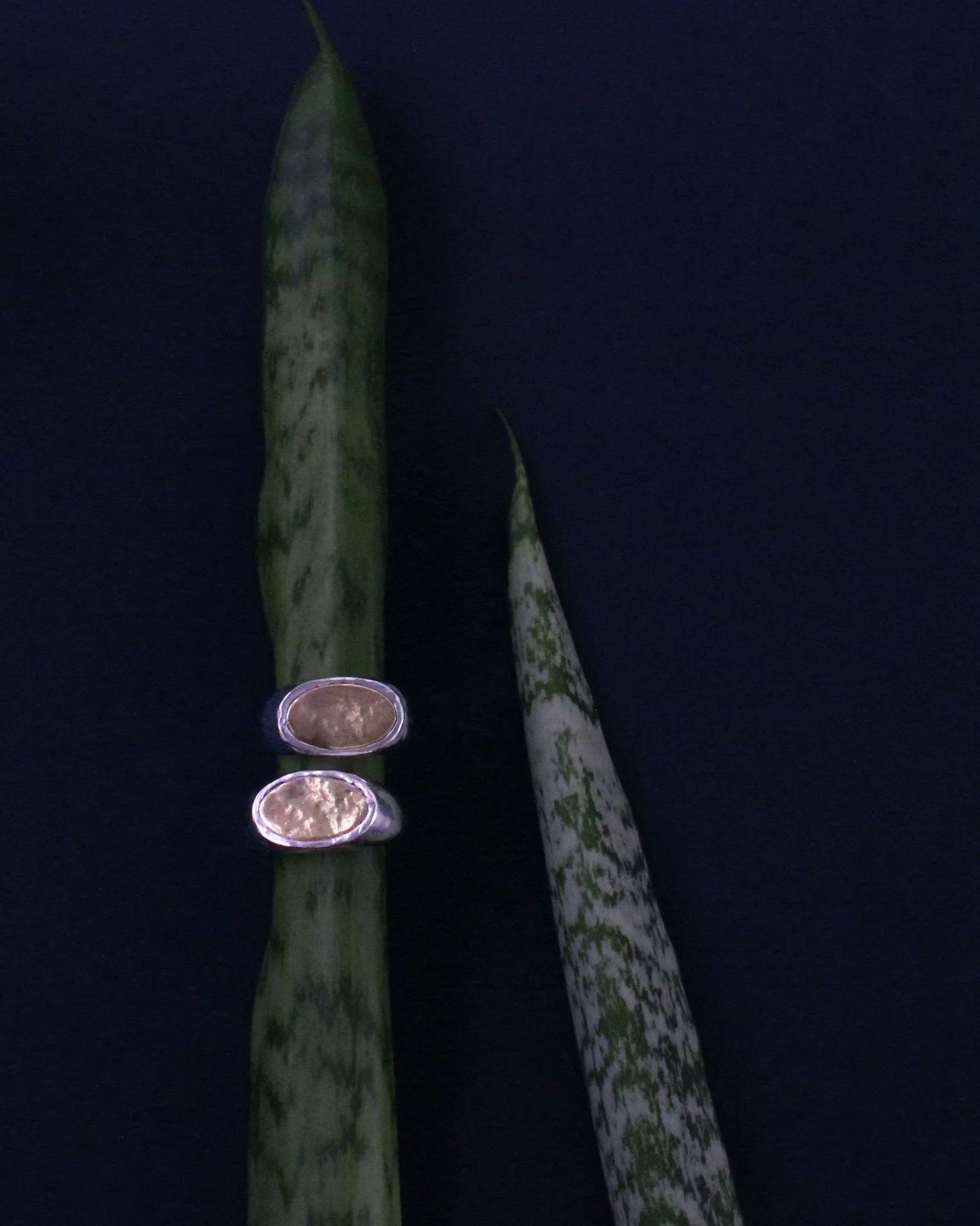 Together in harmony | Signet no.6
.
.
.