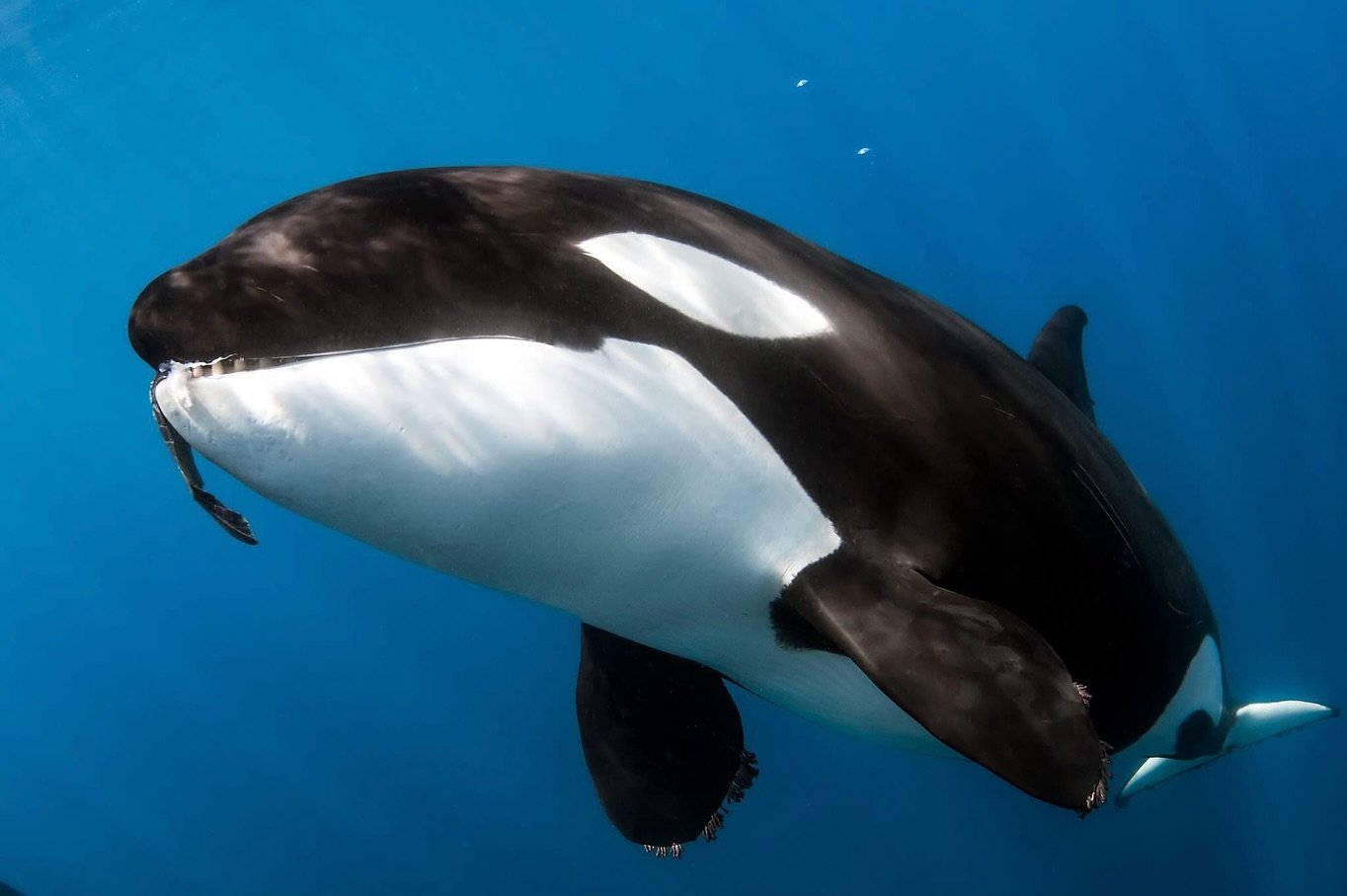 Face to face with the top of the food chain. 

Swipe across to see a few more from the &ldquo;orca files&rdquo; 🙂👉🏼

Image 1 was captured quite a way up in the Sea of Cortez. Images 2 and 3 were taken off the coast of Cabo 🤙🏼 

Shooting with @ik