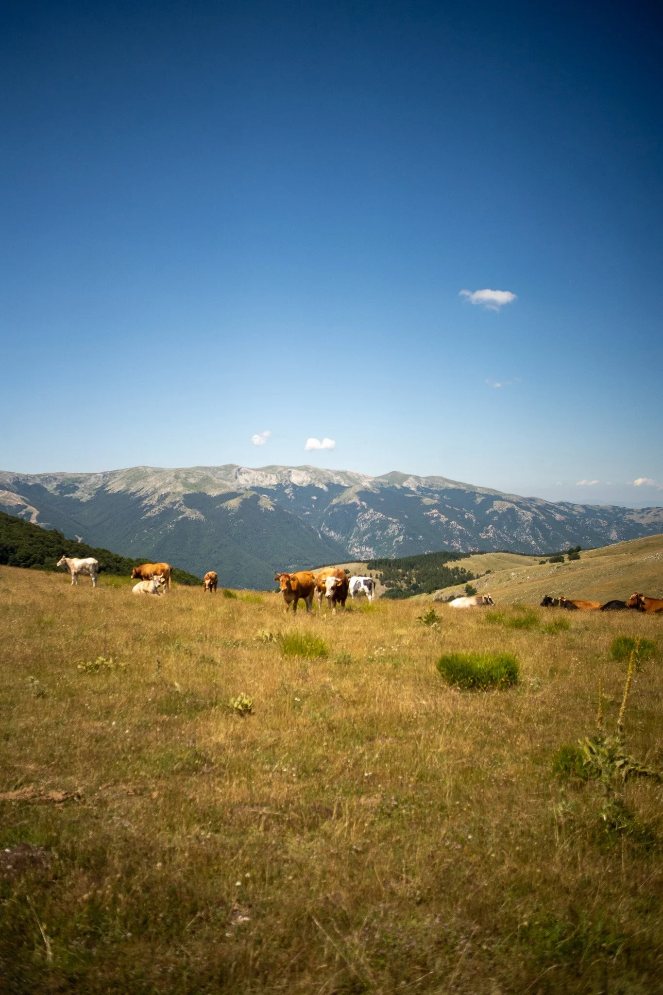 DSC08916.jpg