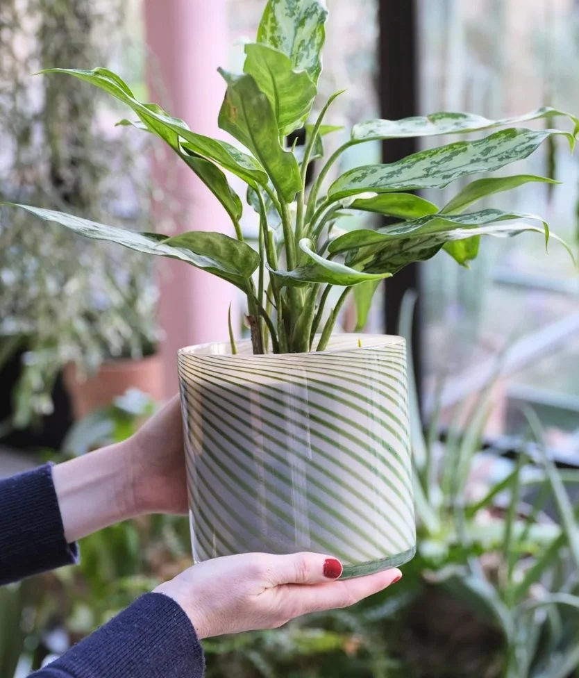 Screenshot_4-8-2026_105445_wholesale.wrapmagazine.com.jpeg
