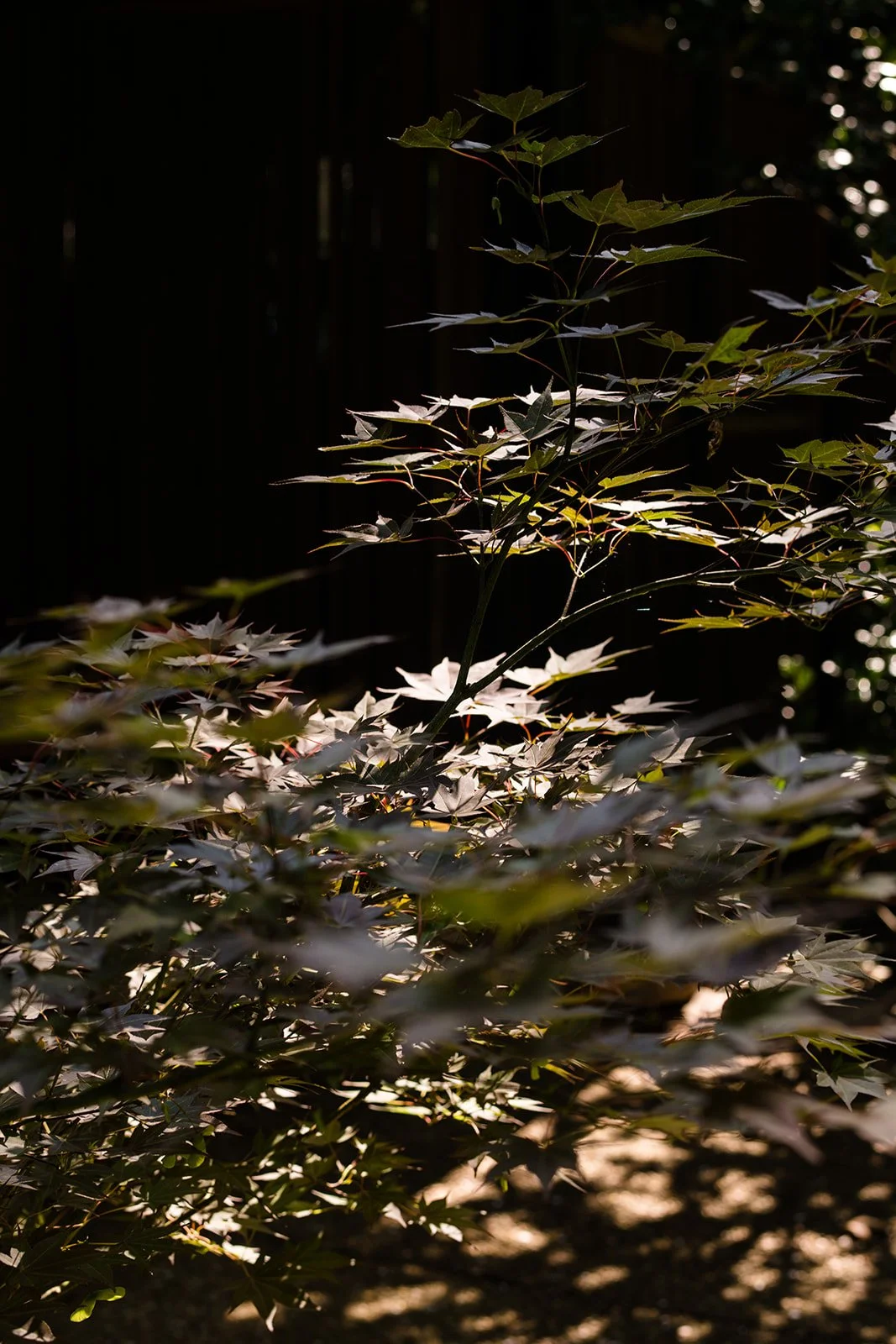 Sunday Sangha: Evening Series (Virtual) 