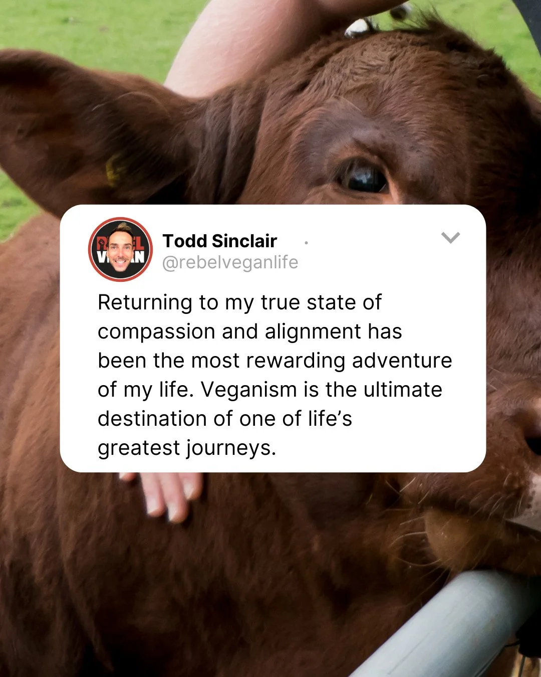 Hello, Rebel Vegans! How are you doing today?⁠
⁠
This little snippet comes from Rebel Vegan Life: A Radical Take on Veganism for a Brave New World.⁠
⁠
"Returning to my true state of compassion and alignment has been the most rewarding adventure 