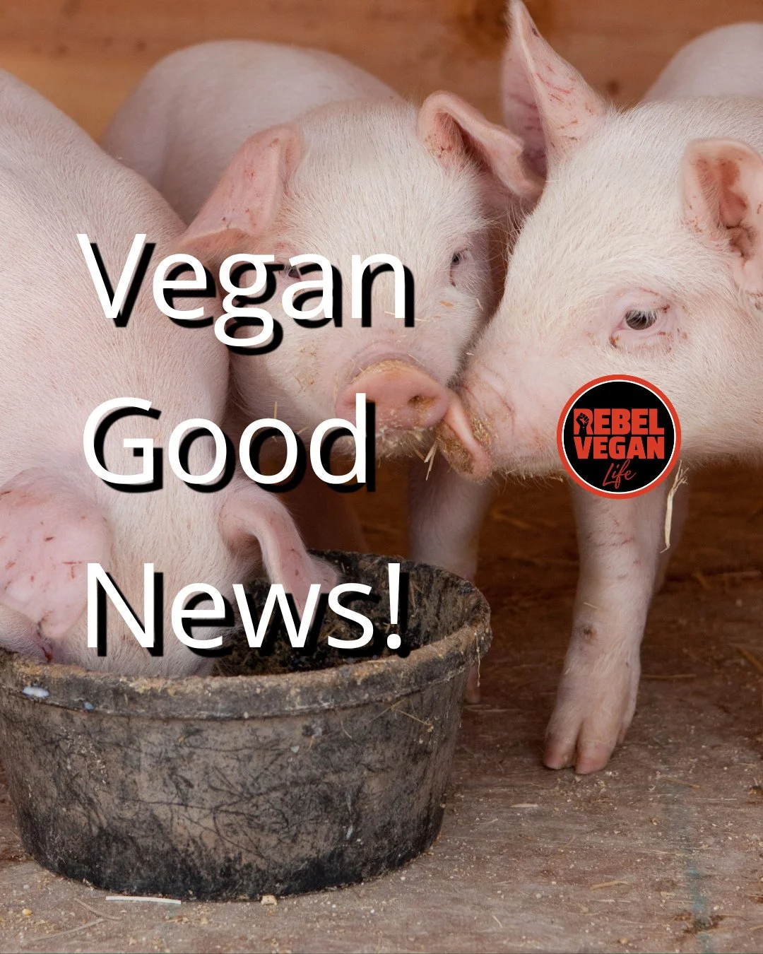Happy Monday, Rebel Vegans! You know I always like to start the week with a little good vegan news!⁠
⁠
This week's good news is an update on a story we've shared before, and it's a brilliant one for pigs! ⁠
⁠
After years of campaigning, Hogwood Farm 
