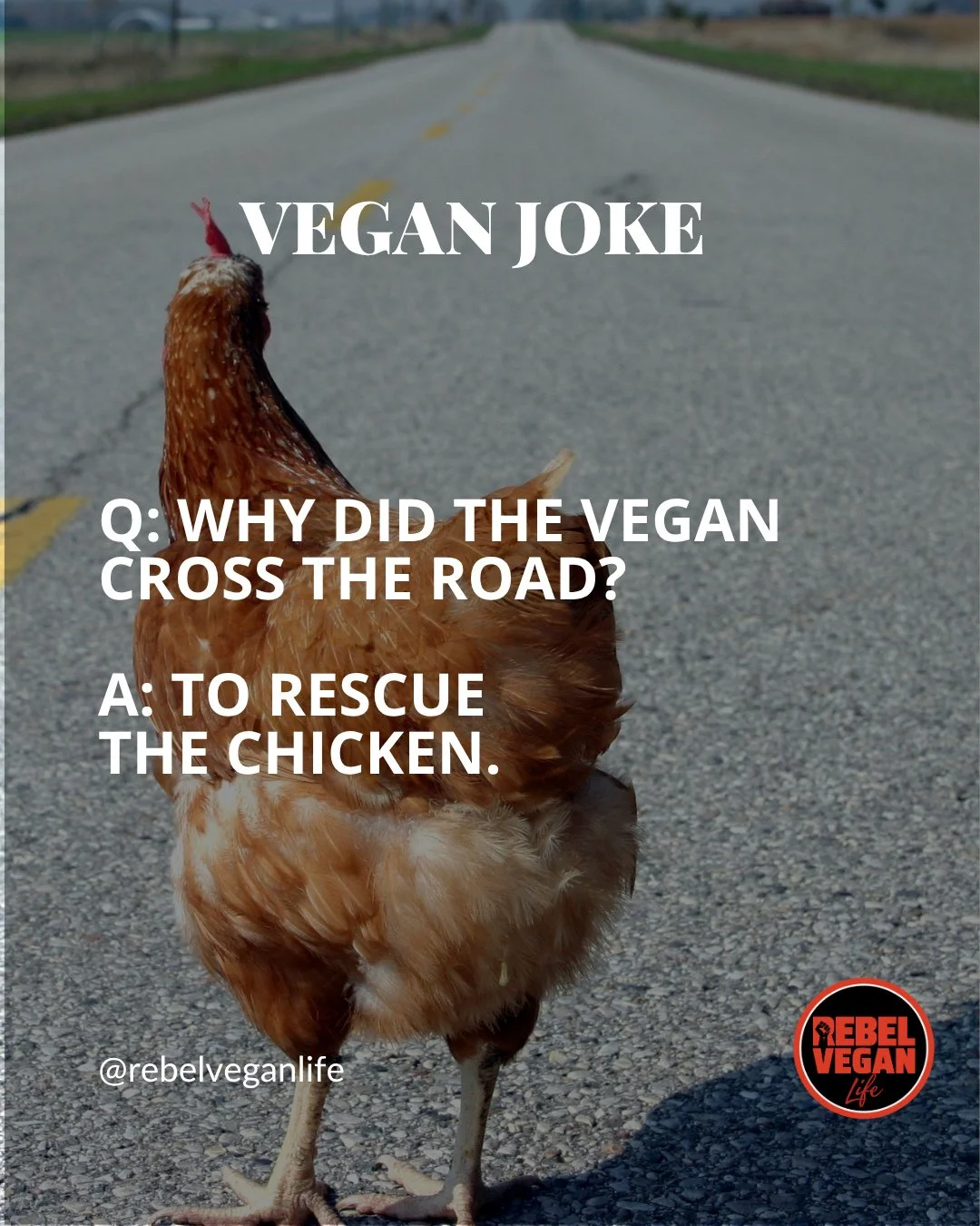 Hello, Rebel Vegans! You know I always like to share a vegan joke to brighten up our week!⁠
⁠
Q: Why did the vegan cross the road?⁠
A: To rescue the chicken.⁠
⁠
What do you think of this one?⁠
⁠
#VeganJoke #VeganHumour #VeganCommunity #VeganLife #Reb