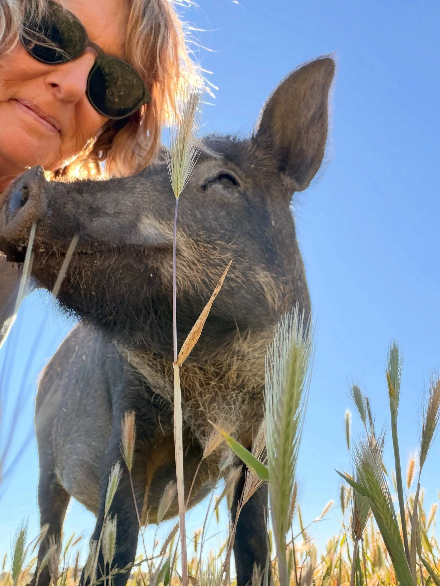 Hi, Rebel Vegans! I hope you're having a fantastic week!⁠
⁠
📷@freedomhillsanctuary⁠
⁠
Phoenix looks like he was enjoying the sunshine recently!⁠
⁠
Thank you for all that you do on behalf of the animals!⁠
⁠
#VeganForTheAnimals #VeganActivist #VeganCo