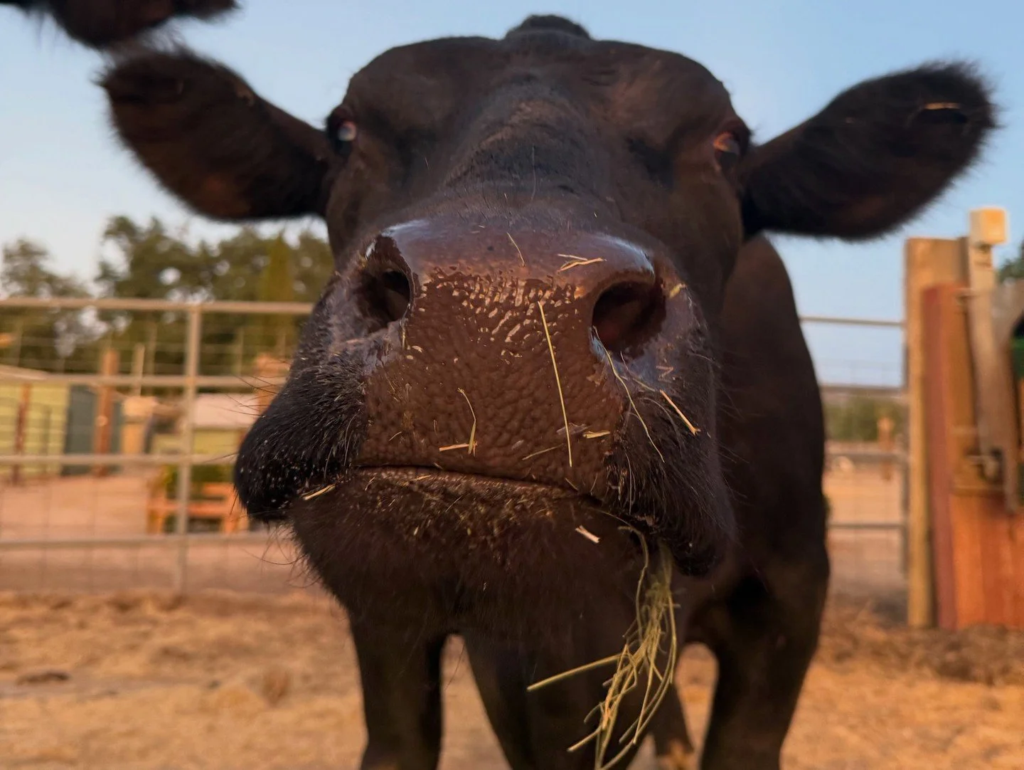 Hello, Rebel Vegans! I hope you're having a lovely day wherever you are!⁠
⁠
🎥 @farmanimalrefuge⁠
⁠
Rose has spent her entire 8 years of life at the sanctuary, surrounded by love and receiving the best care. Sadly, despite everything they've tried, t