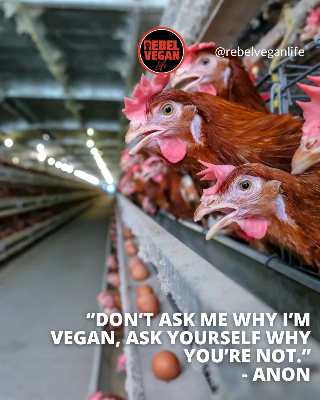 Hey, Rebel Vegans! ⁠I hope you're enjoying your weekend.⁠
⁠
I really like this vegan quote!⁠
⁠
"Don't ask me why I'm vegan, ask yourself why you're not." - Anon⁠
⁠
What do you think of this one? ⁠
⁠
#VeganQuote #VeganForTheAnimals #VeganAct
