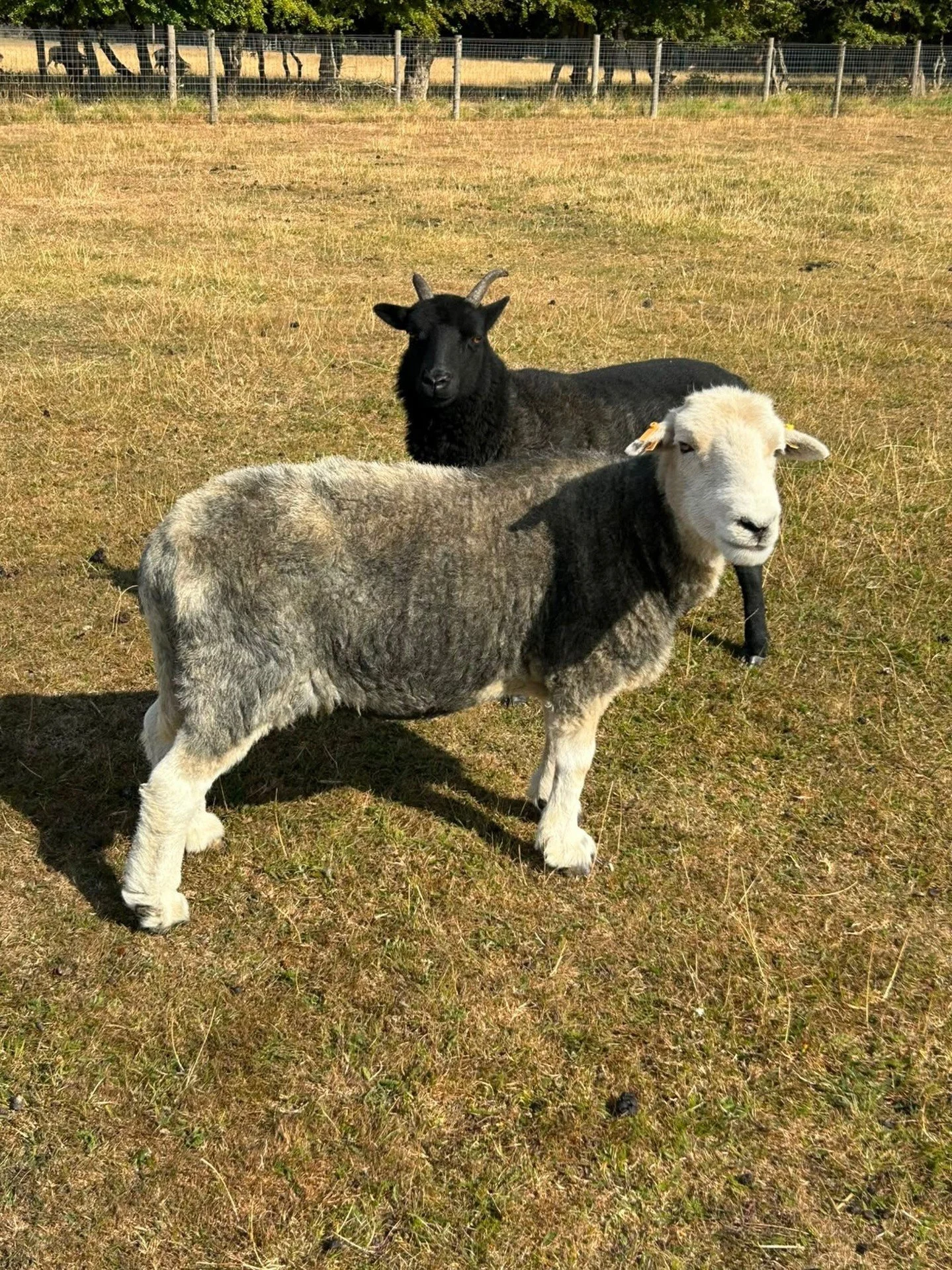 Hey, Rebel Vegans! I hope you're having a brilliant day!⁠
⁠
📷 @hopefieldanimalsanctuary⁠
⁠
This is Wonky Wanda and Pebbles. Wonky Wanda gets her name from her slightly wonky face, she's gorgeous just as she is!⁠
⁠
We're grateful for the incredible w