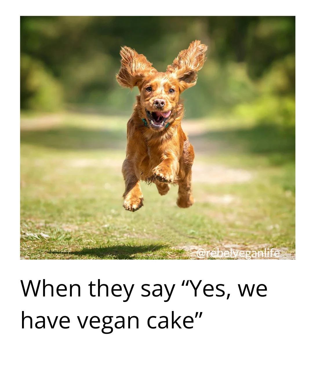 Hi, Rebel Vegans! I hope you're having a fantastic day!⁠
⁠
What do you think of this? ⁠
⁠
When they say "Yes, we have vegan cake"⁠
⁠
Please share if you relate to the message!⁠
⁠
#VeganMeme #RebelVeganLife #VeganMemes #VeganHumour⁠