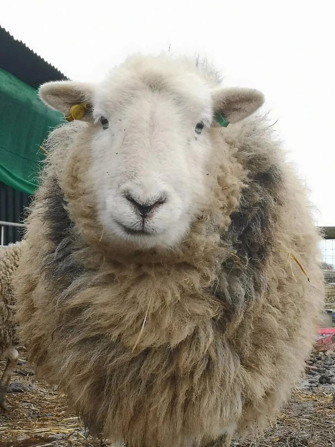 Hey, Rebel Vegans! ⁠I hope you're having a wonderful day!⁠
⁠
📷@farssanctuary⁠
⁠
What a gorgeous picture of Cloud!⁠
⁠
Thank you for all that you do for the animals at your sanctuary!⁠
⁠
#GoVegan #RebelVeganLife #VeganActivist #VeganShare #RescueAnima