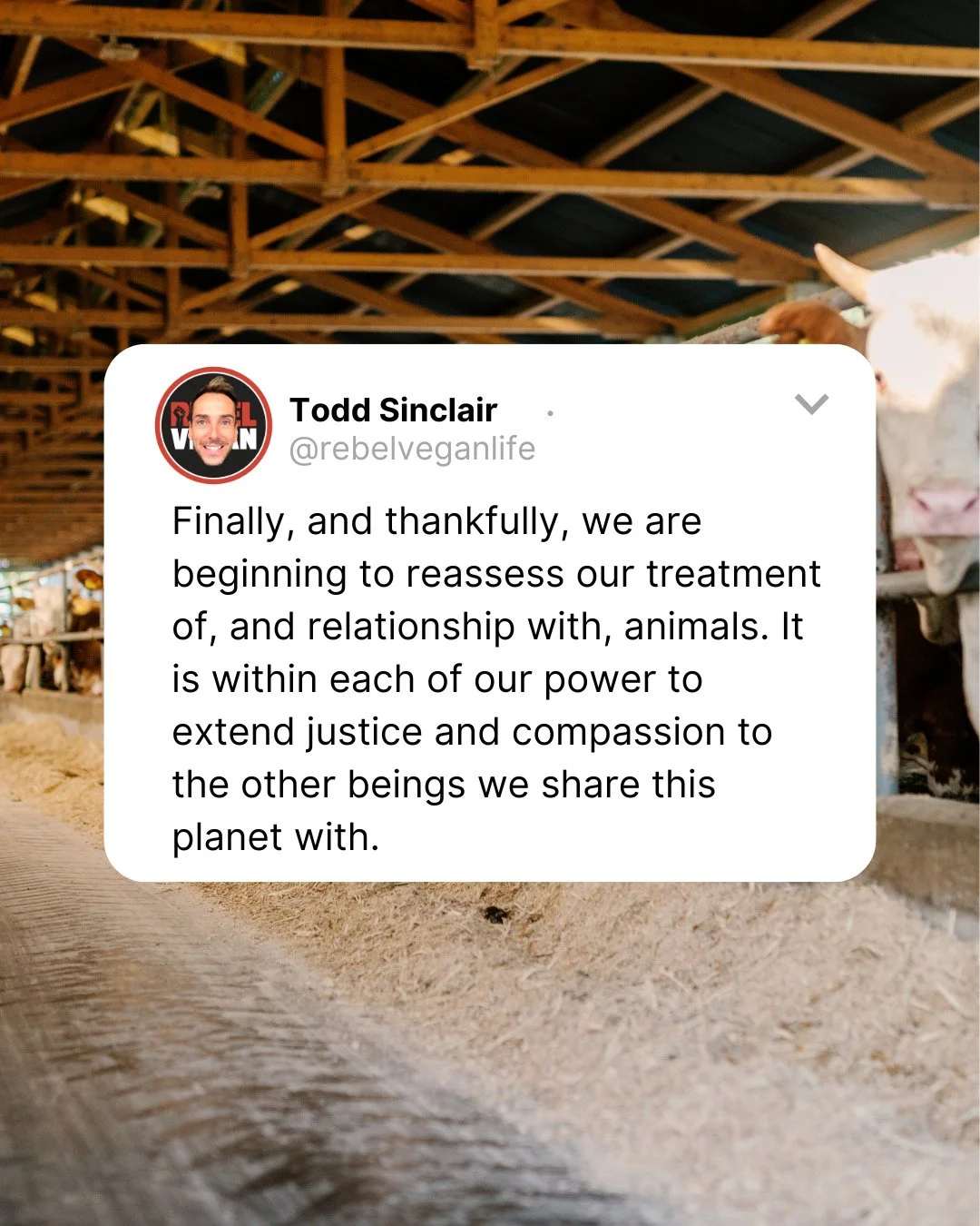 Hey, Rebel Vegans! I hope you're having a fantastic day!⁠
⁠
This little snippet comes from Rebel Vegan Travel Guide.⁠
⁠
"Finally, and thankfully, we are beginning to reassess our treatment of, and relationship with, animals. It is within each of