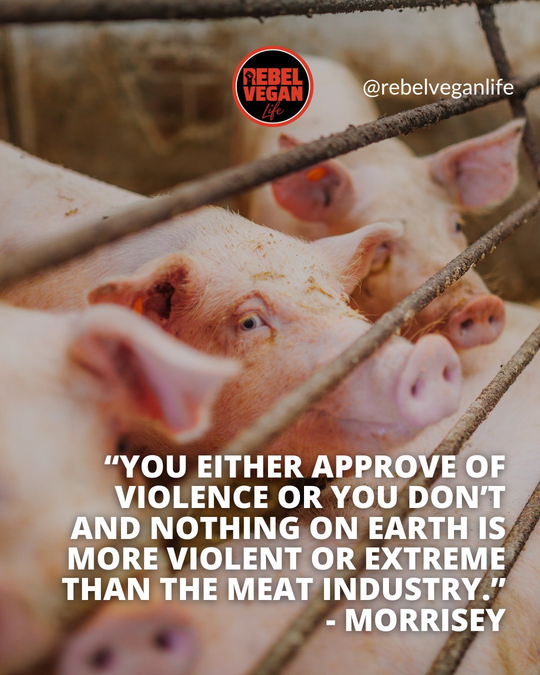 Hi, Rebel Vegans! ⁠I hope you're having a fabulous weekend!⁠
⁠
I agree, the meat and dairy industry are quite violent industries!⁠
⁠
"You either approve of violence or you don't and nothing on earth is more violent or extreme than the meat indus