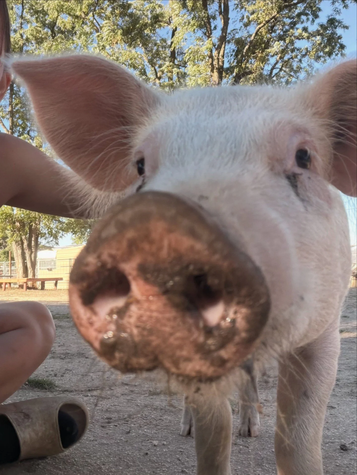 Hi, Rebel Vegans! I hope you're having a fantastic day!⁠
⁠
📷 @farmanimalrefuge⁠
⁠
Cinnamon weighed in at 67 pounds, isn't she gorgeous?⁠
⁠
⁠⁠We're so grateful for sanctuaries like yours and the incredible work you do!⁠
⁠
#VeganLifestyle #RebelVeganL