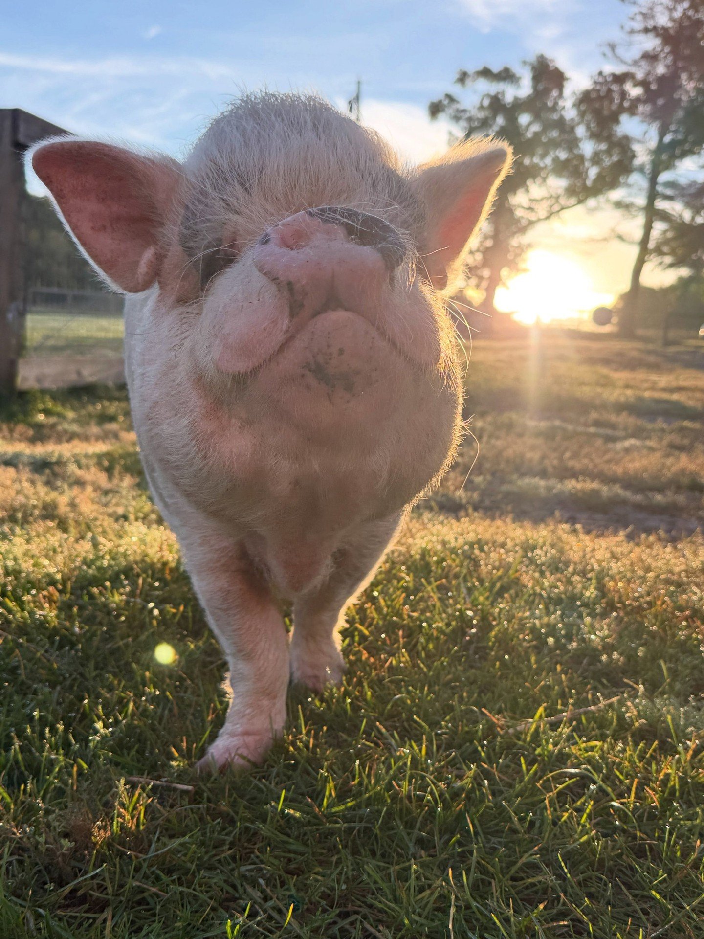 Hey, Rebel Vegans! I hope you're having a peaceful day!⁠
⁠
📷@arthursacres⁠
⁠
Rosie looks beautiful posing in front of the sunrise, do you agree?⁠
⁠
⁠Thank you for making such a difference in the lives of these animals!⁠
⁠
#GoVegan #RebelVeganLife #V