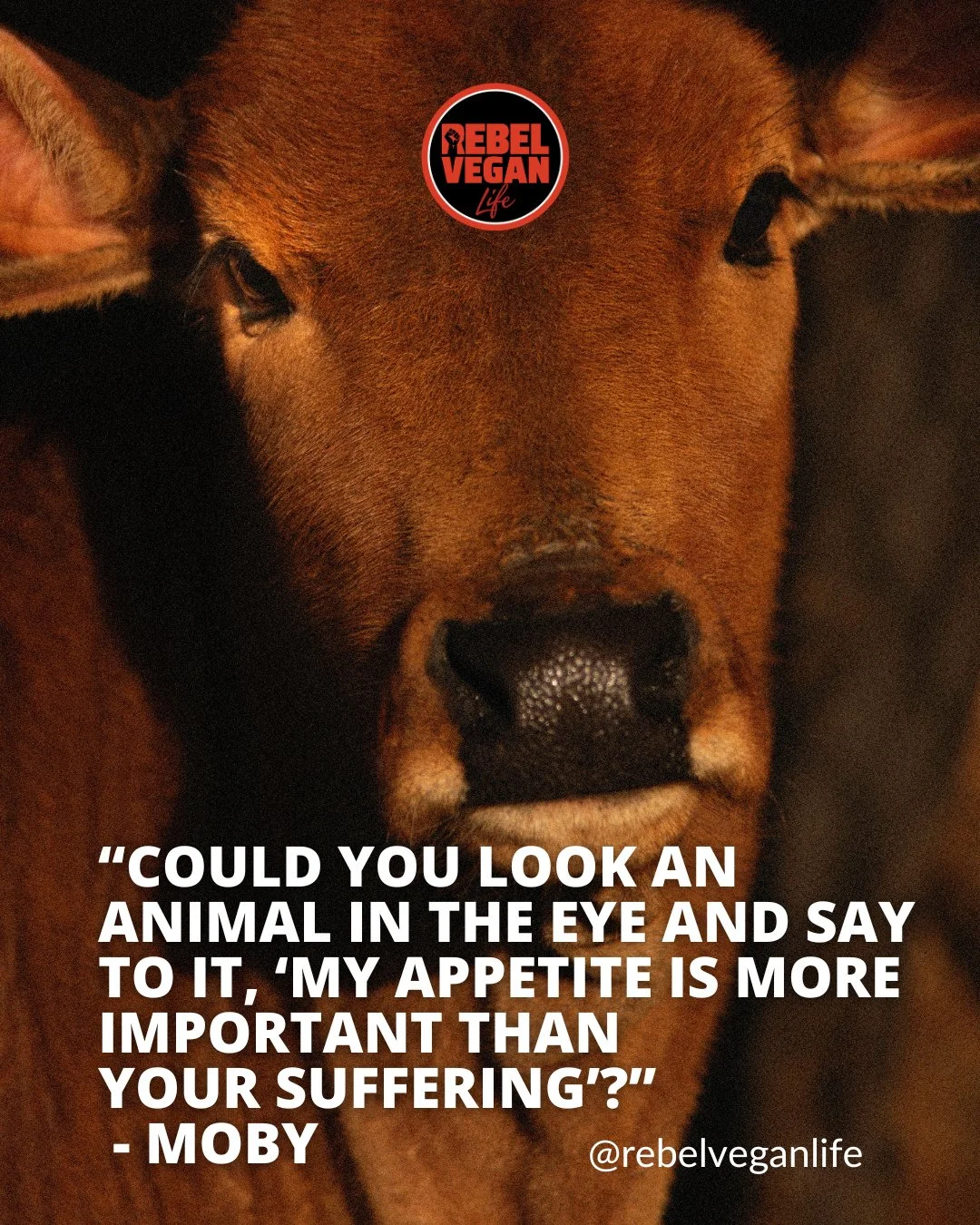 Hey, Rebel Vegans! ⁠Hope you're all having a great weekend!⁠
⁠
I've always had a huge amount of respect for Moby, not just for his music but for his unwavering commitment to speaking up for animals.⁠
⁠
"Could you look an animal in the eye and sa