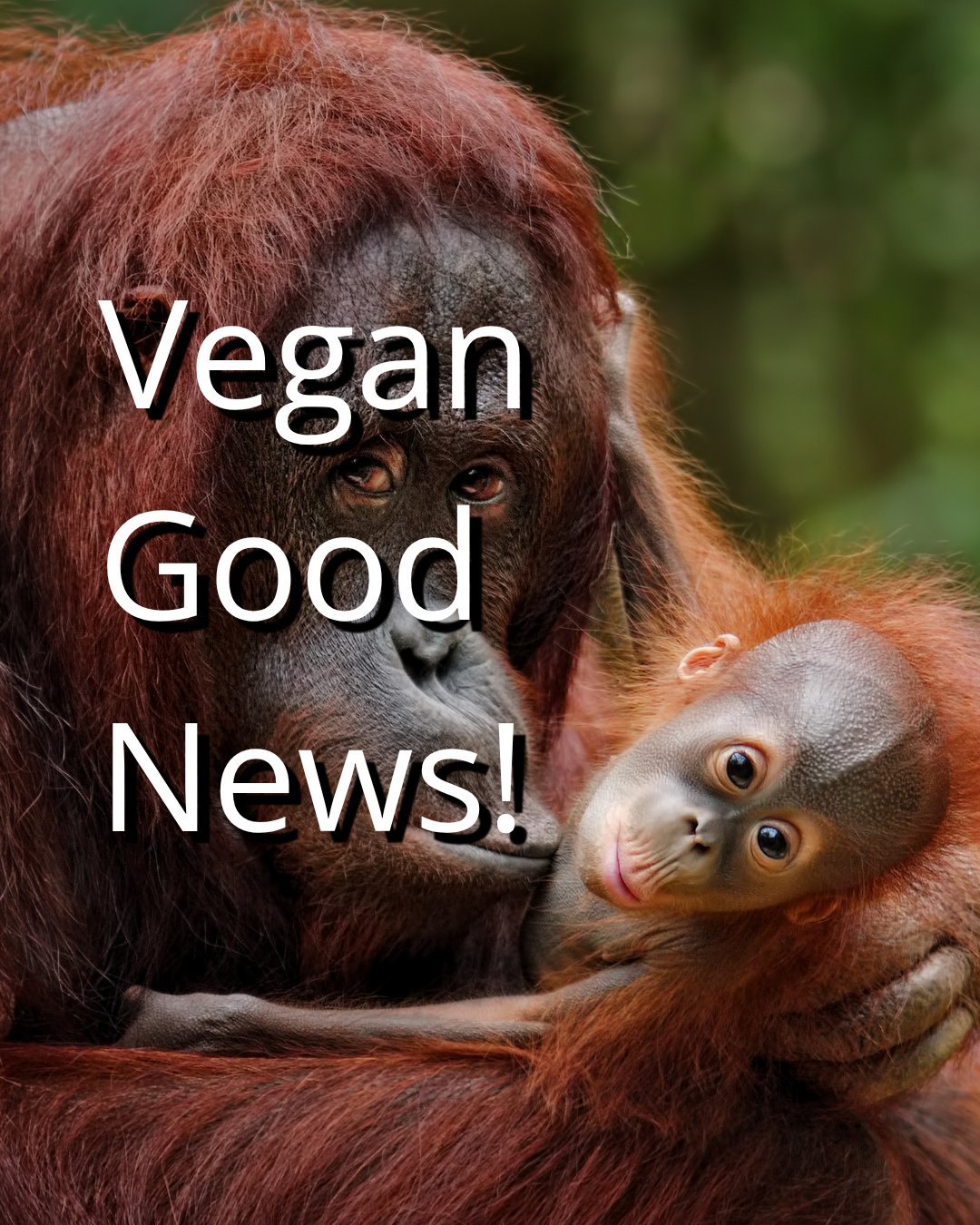 Happy Monday, Rebel Vegans! You know I always like to start the week with a little good vegan news!⁠
⁠
🇮🇩 This week's good news comes from Indonesia, where eight endangered orangutans, including three mothers with their babies, have been rescued an