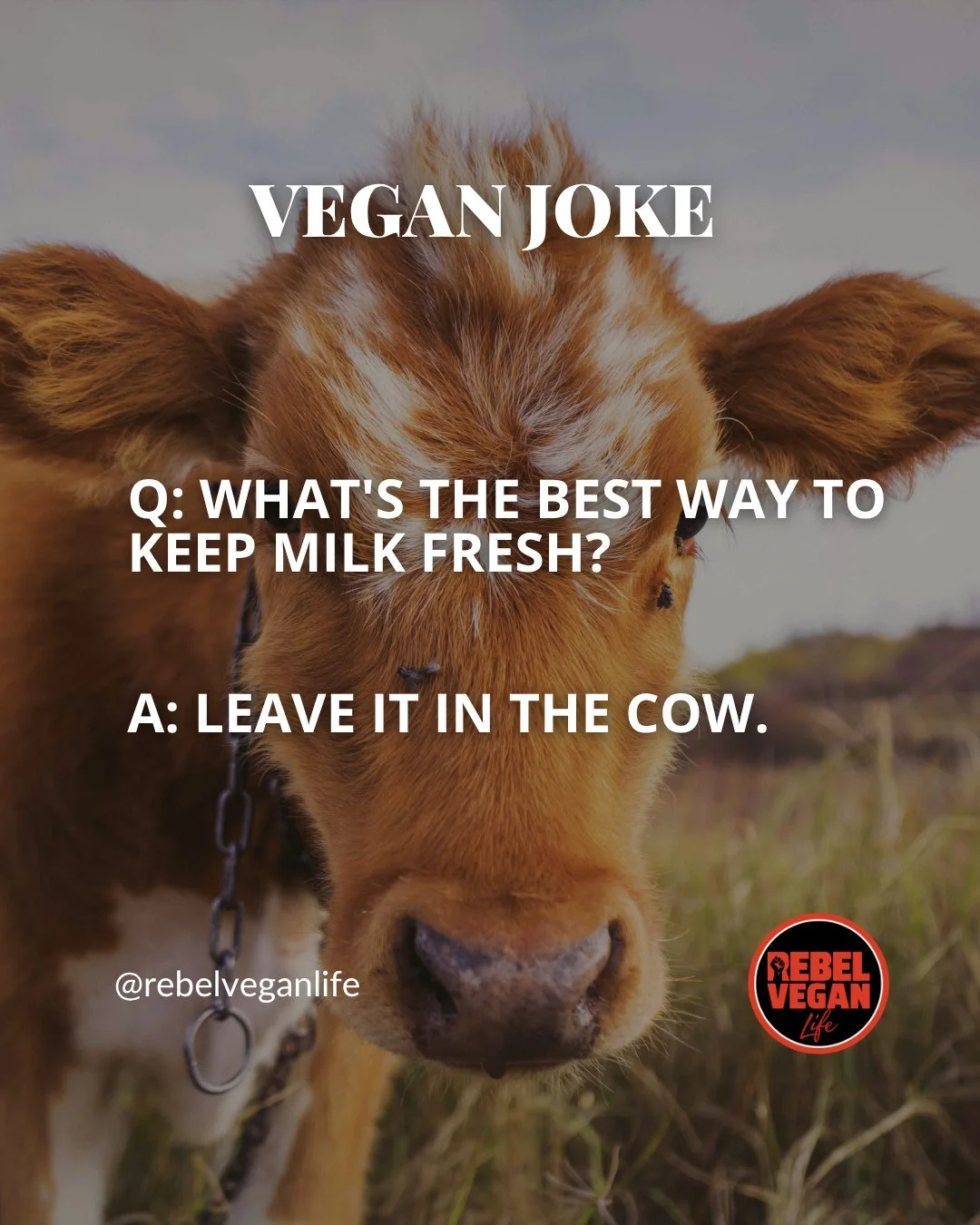 Hello, Rebel Vegans! Here's a little weekly vegan humour for you!⁠
⁠
Q: What's the best way to keep milk fresh?⁠
A: Leave it in the cow.⁠
⁠
What do you think of this one?⁠
⁠
#VeganJoke #VeganHumour #VeganCommunity #VeganLife #RebelVeganLife⁠