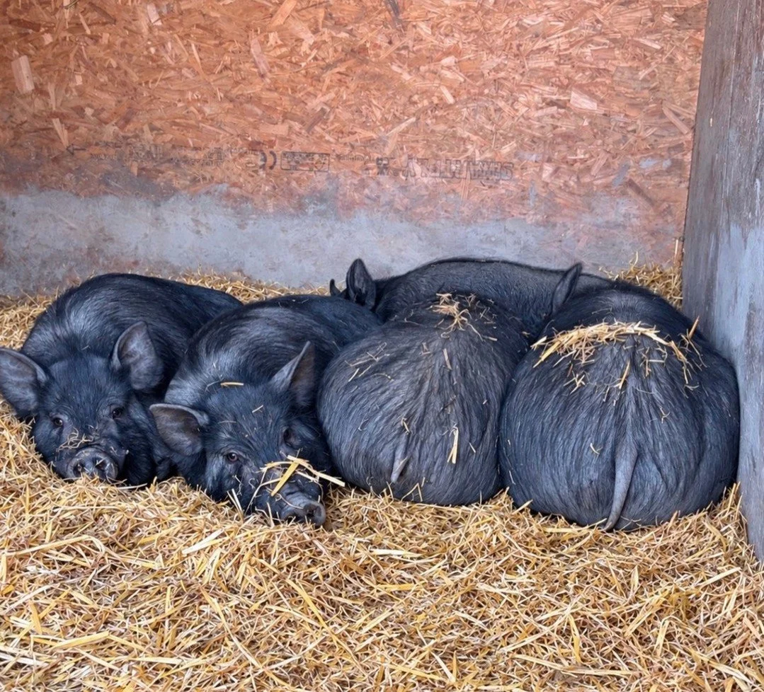 Hello, Rebel Vegans! I hope this brightens up your day!⁠
⁠
📷 @hopefieldanimalsanctuary⁠
⁠
Don't they all look so sweet snuggled together?⁠
⁠
⁠We're incredibly grateful for your hard work and unwavering compassion!⁠
⁠
#VeganLifestyle #RebelVeganLife 