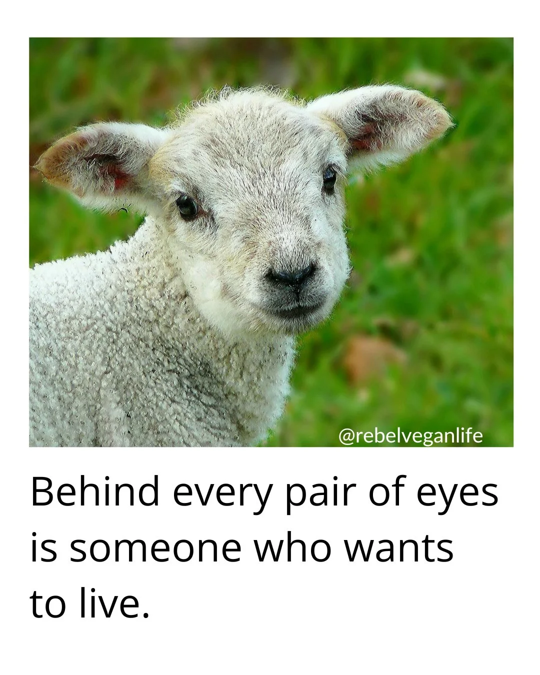 Hello, Rebel Vegans! Hope you're having a wonderful day so far!⁠
⁠
What do you think of this? ⁠
⁠
Behind every pair of eyes is someone who wants to live.⁠
⁠
Please share if you relate to the message!⁠
⁠
#VeganMeme #RebelVeganLife #VeganMemes #VeganFo