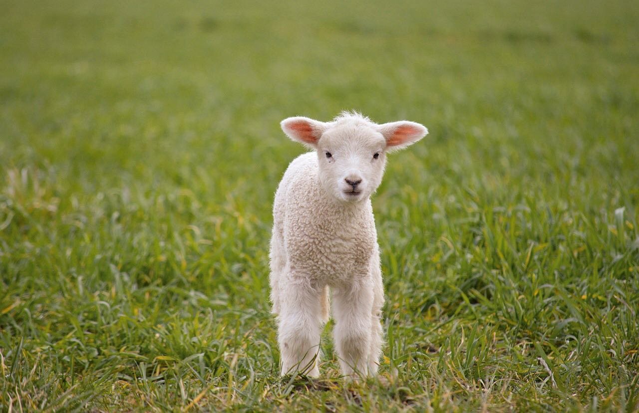 &iquest;Sab&iacute;as que Coroneo es considerado la capital del borrego? 🐑 Desde las artesan&iacute;as de lana, hasta la famosa barbacoa, Coroneo te invita a disfrutar de todo lo que tiene que ofrecer el borrego.