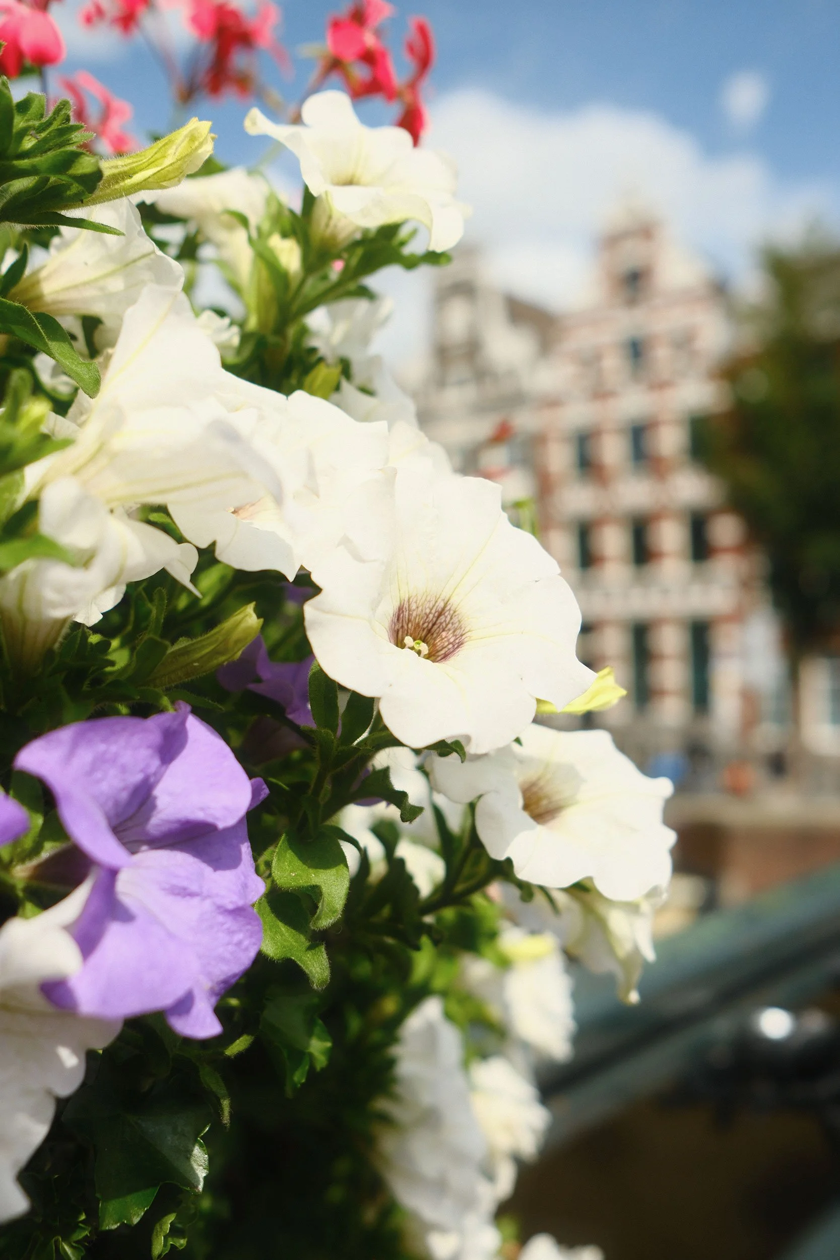 DSCF7590.jpg
