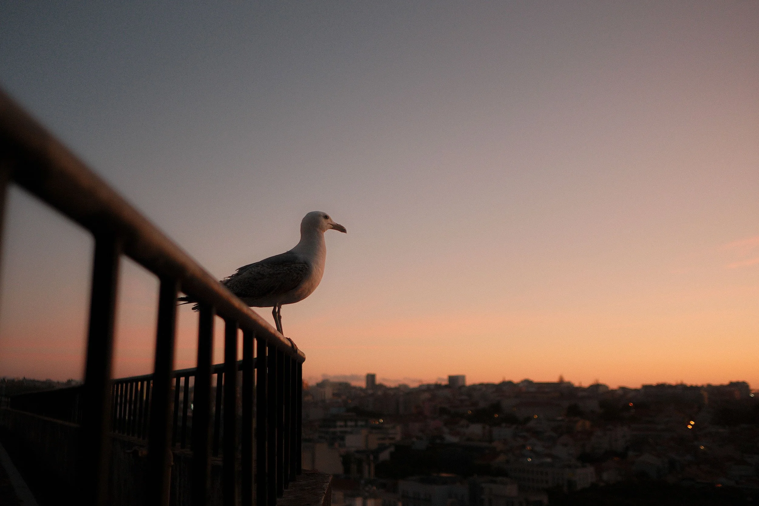 Seagull in Lisbon.