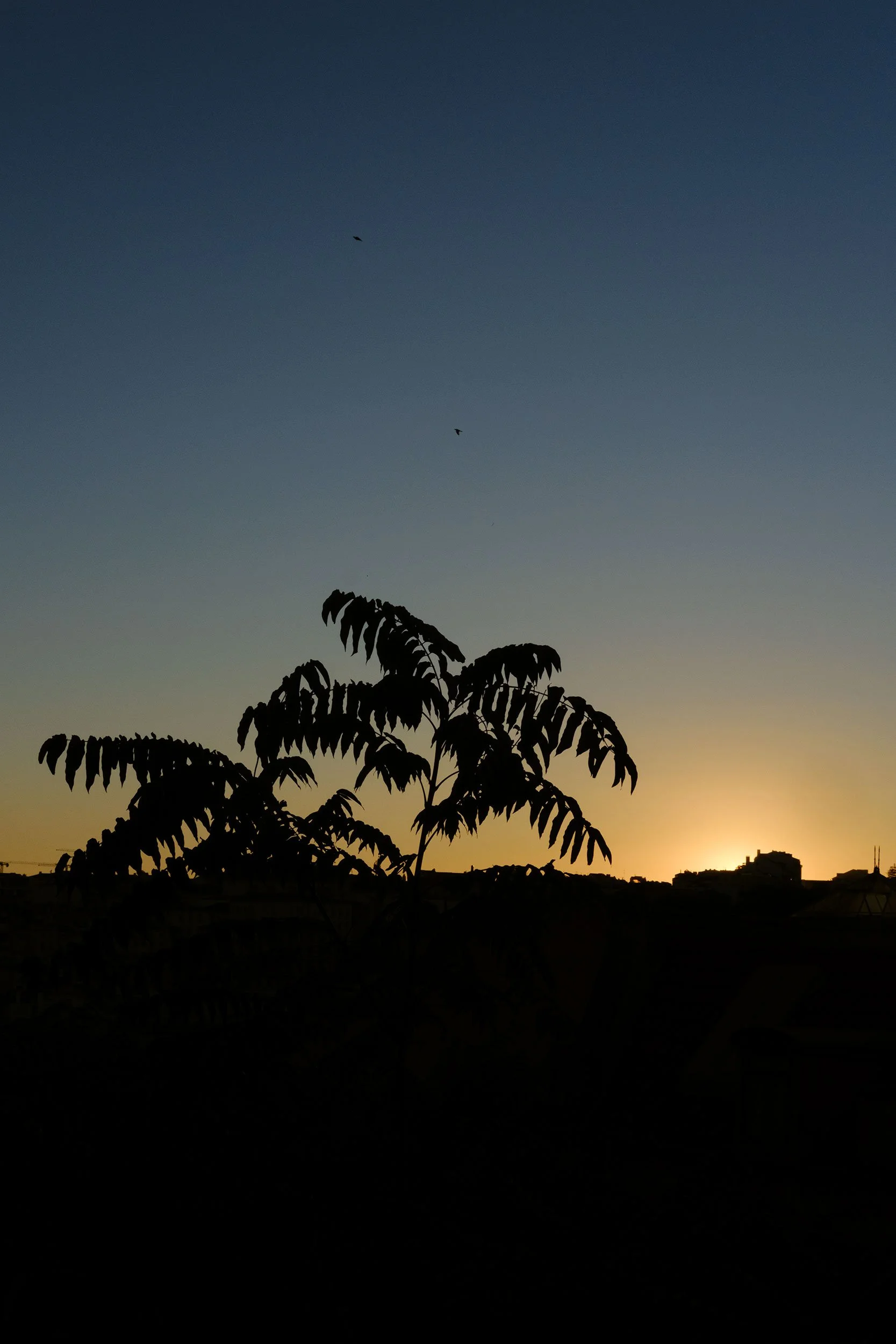 DSCF2226.jpg