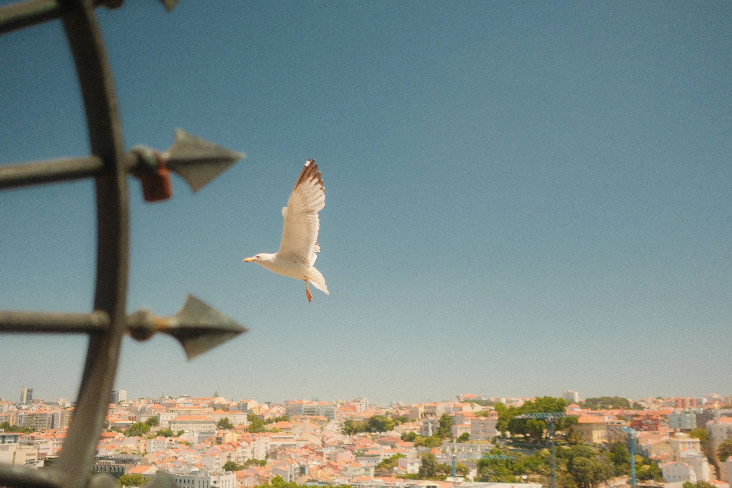 Seagull over Lisbon.