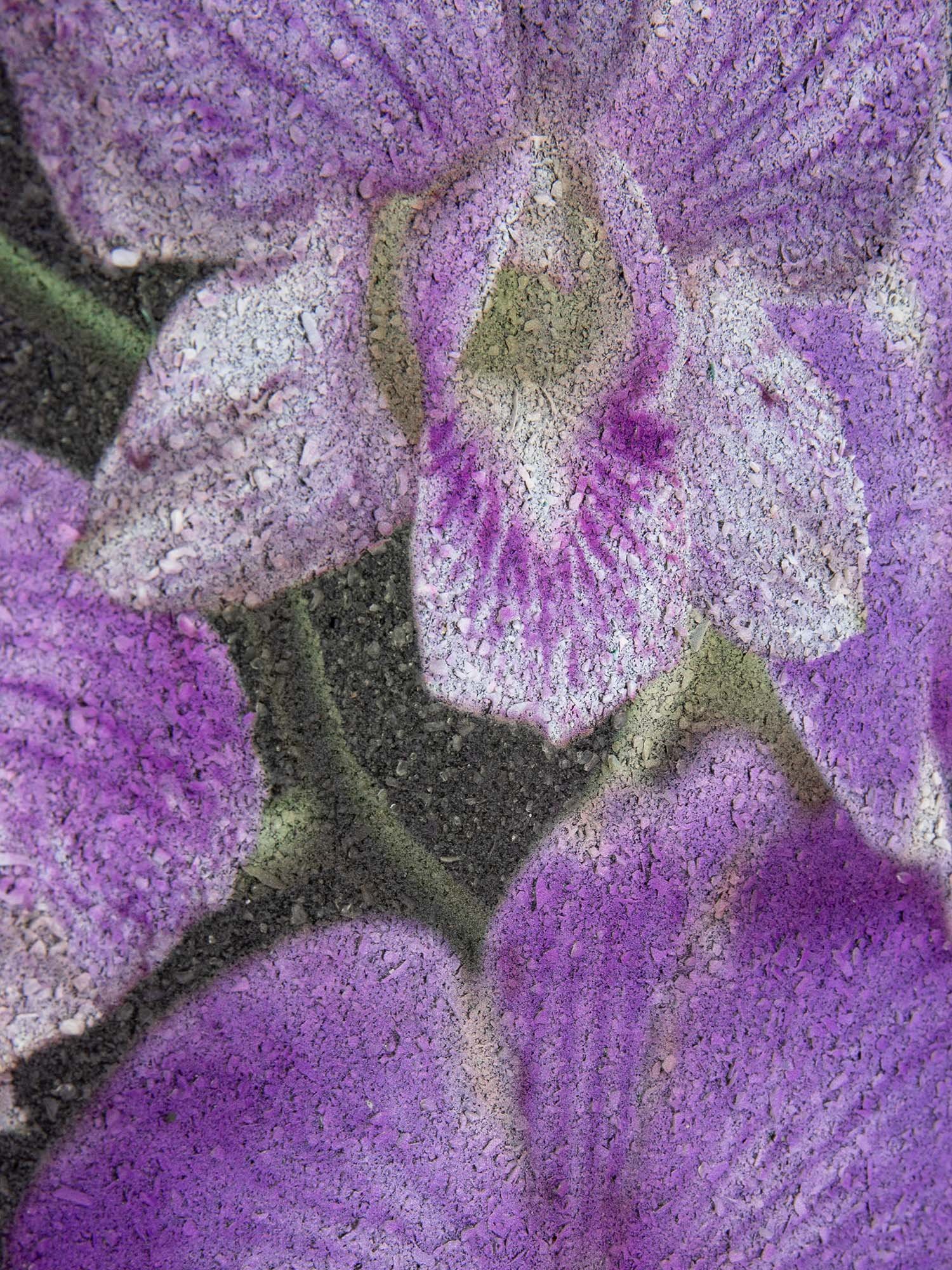 Store_Art_R_Himsworth_Phalaennopis_detail.jpg