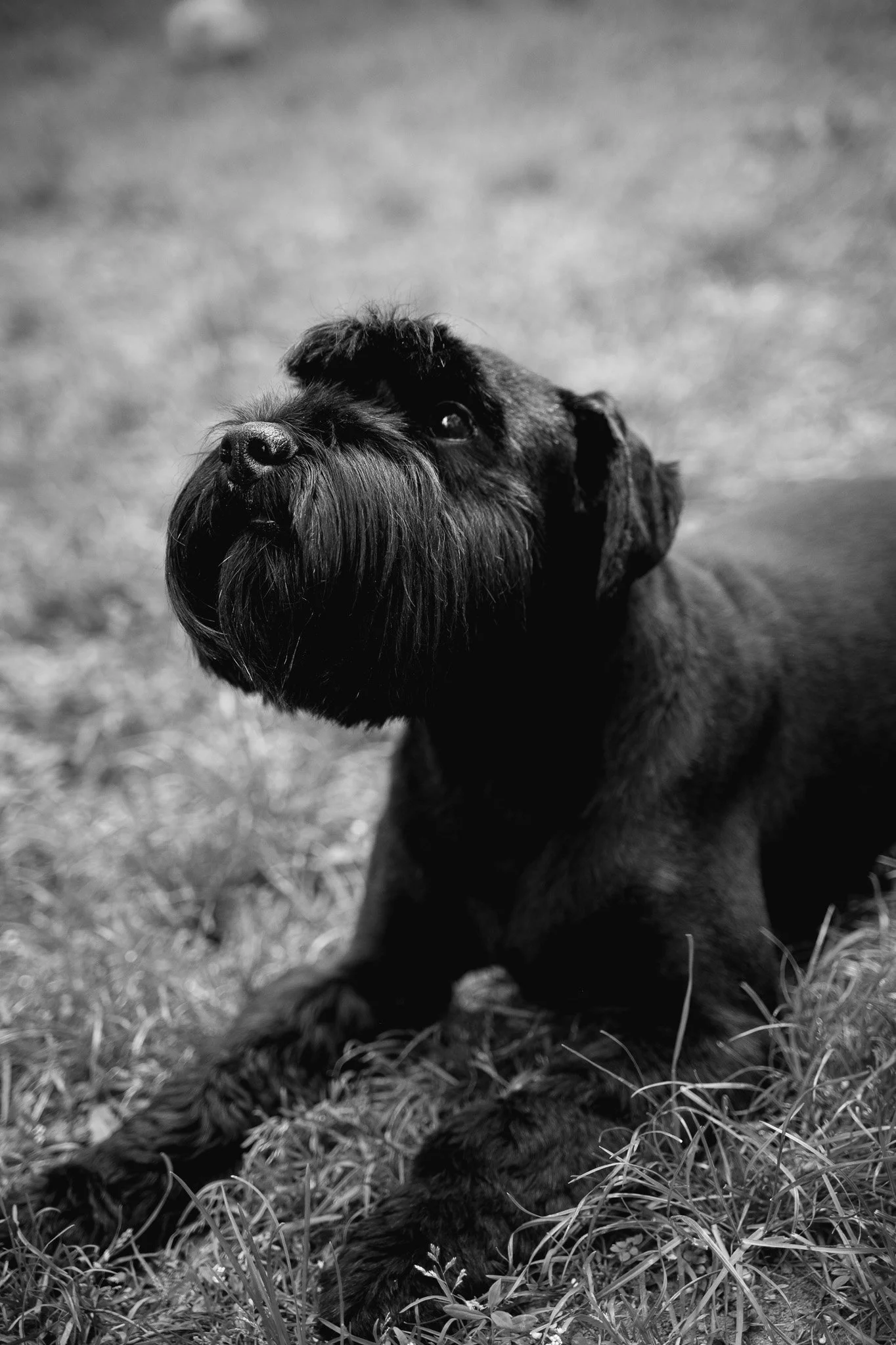Svart hund med manlig päls liggandes på gräs utomhus, svartvit foto.