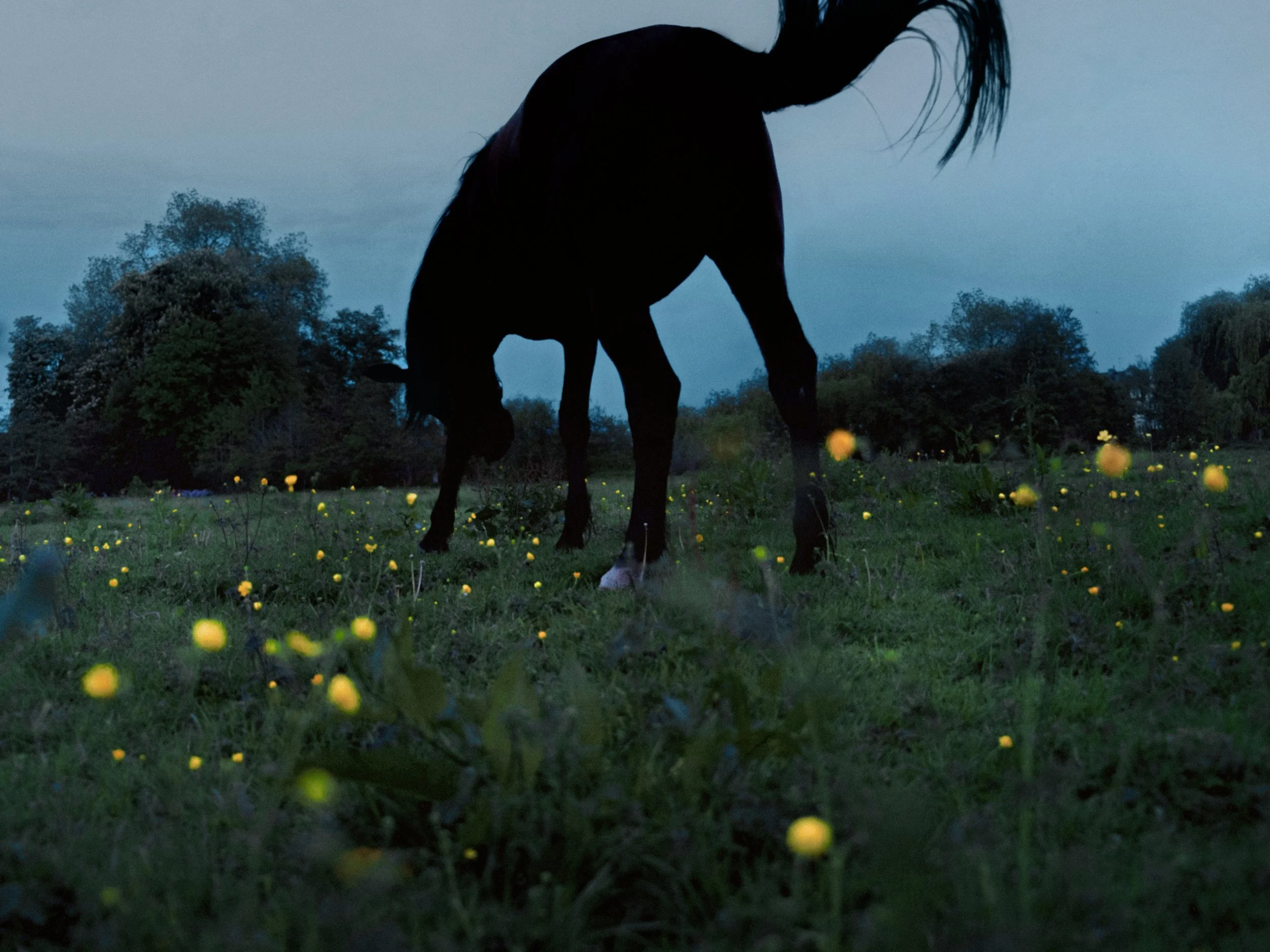 DSC03074-2 copie-1 copie2 copie copie.jpg