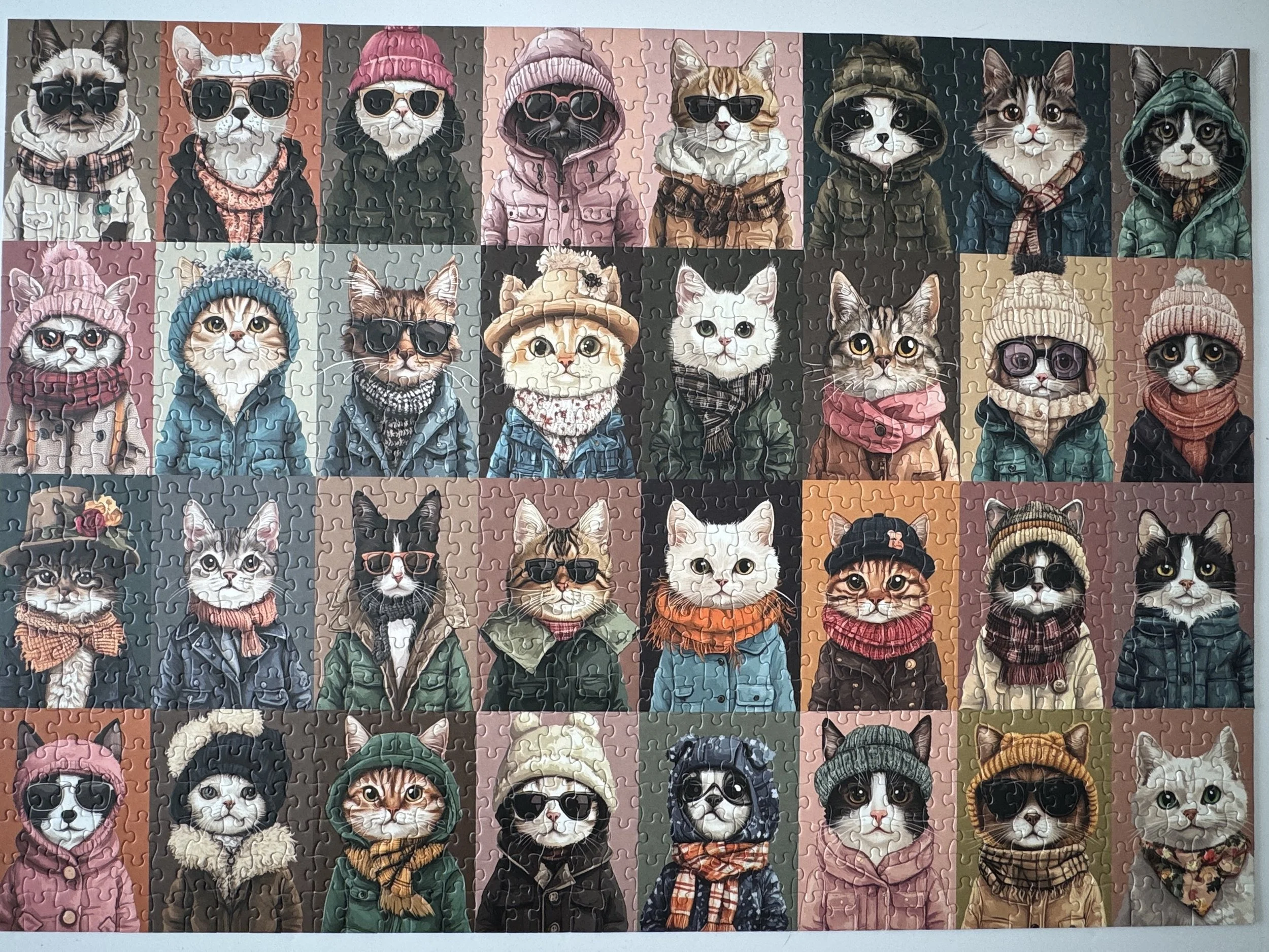 2026-03-01 - Cats in Jackets.JPEG