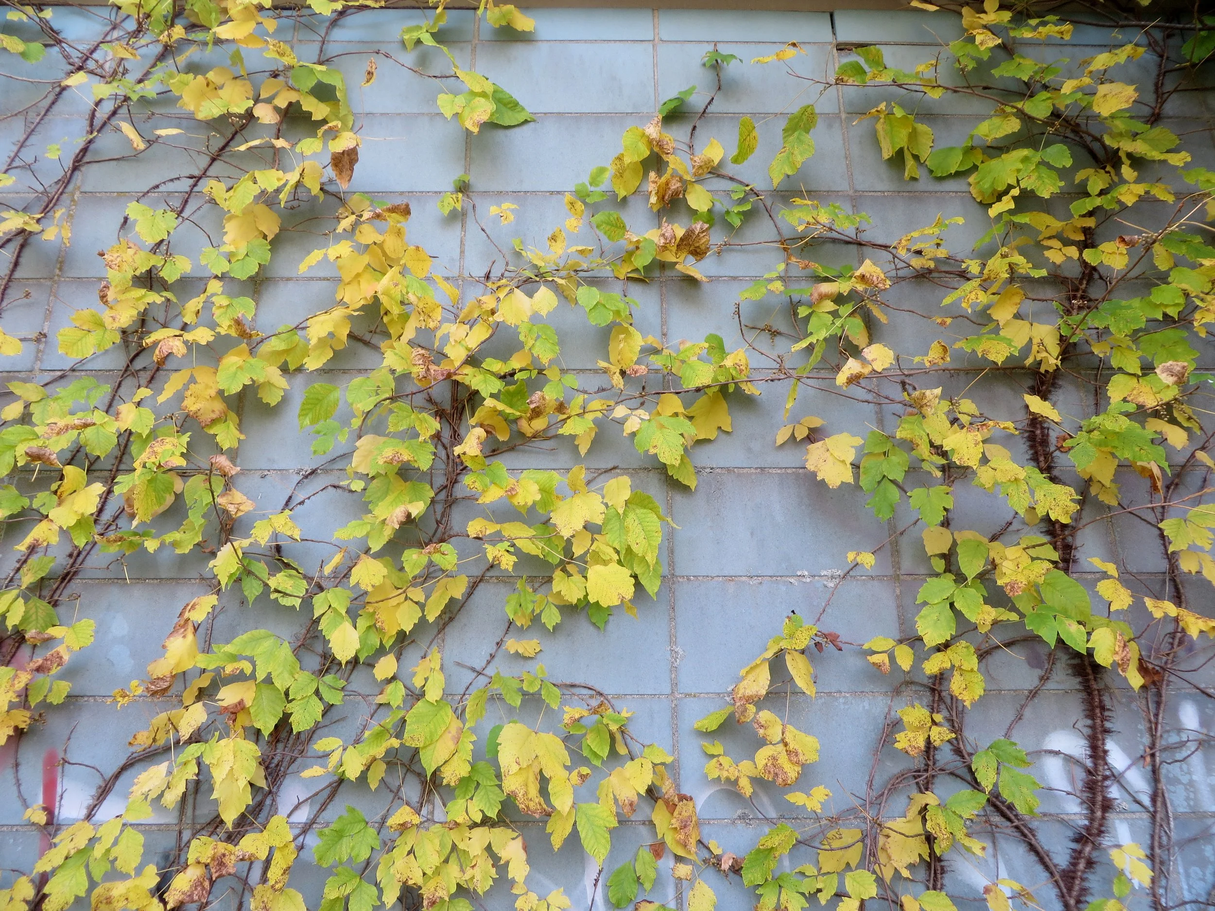 10-15-16 - Abandoned - Vines 03.jpg