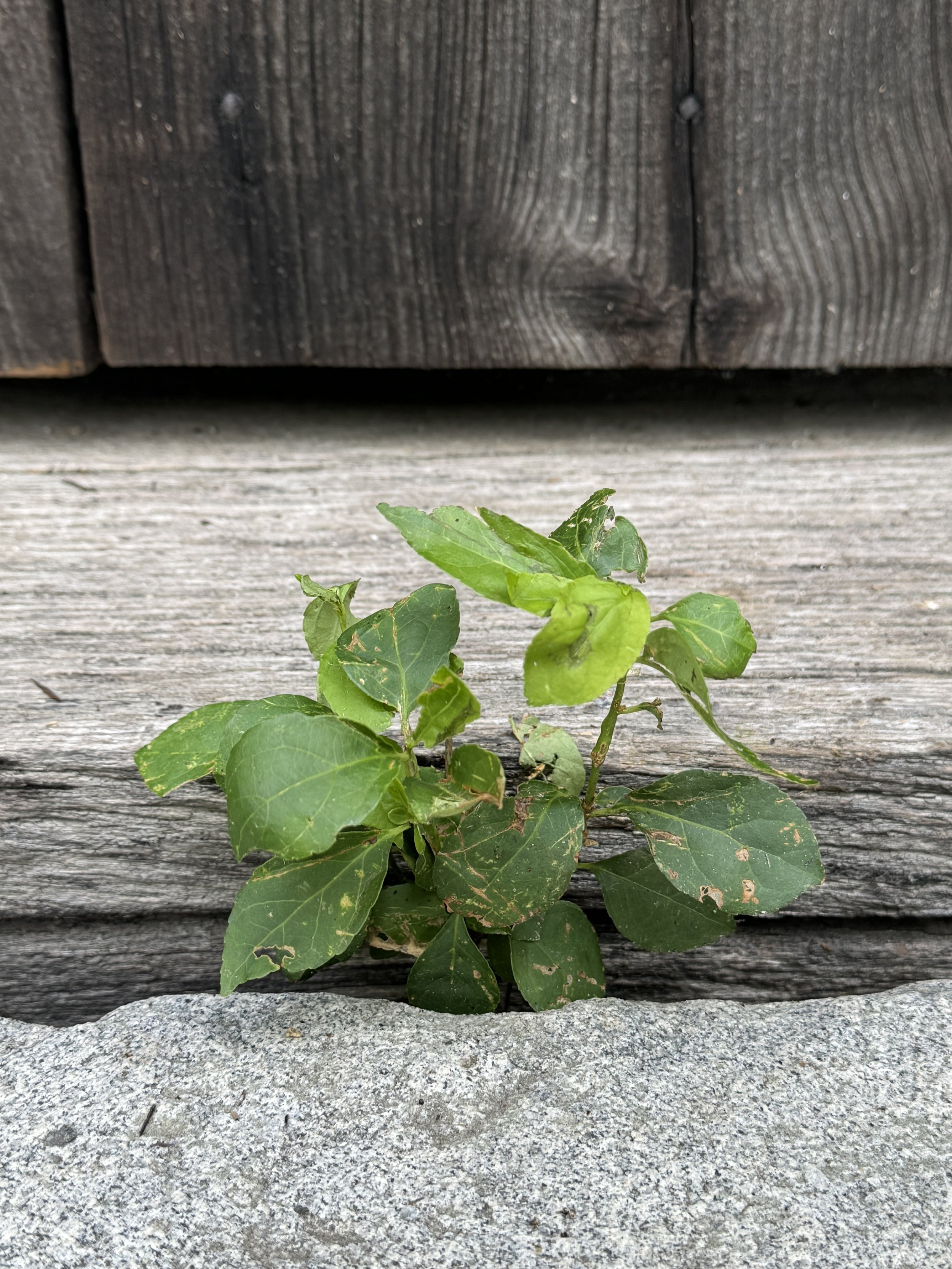 08-03-24 - Williams Barn 37.JPEG