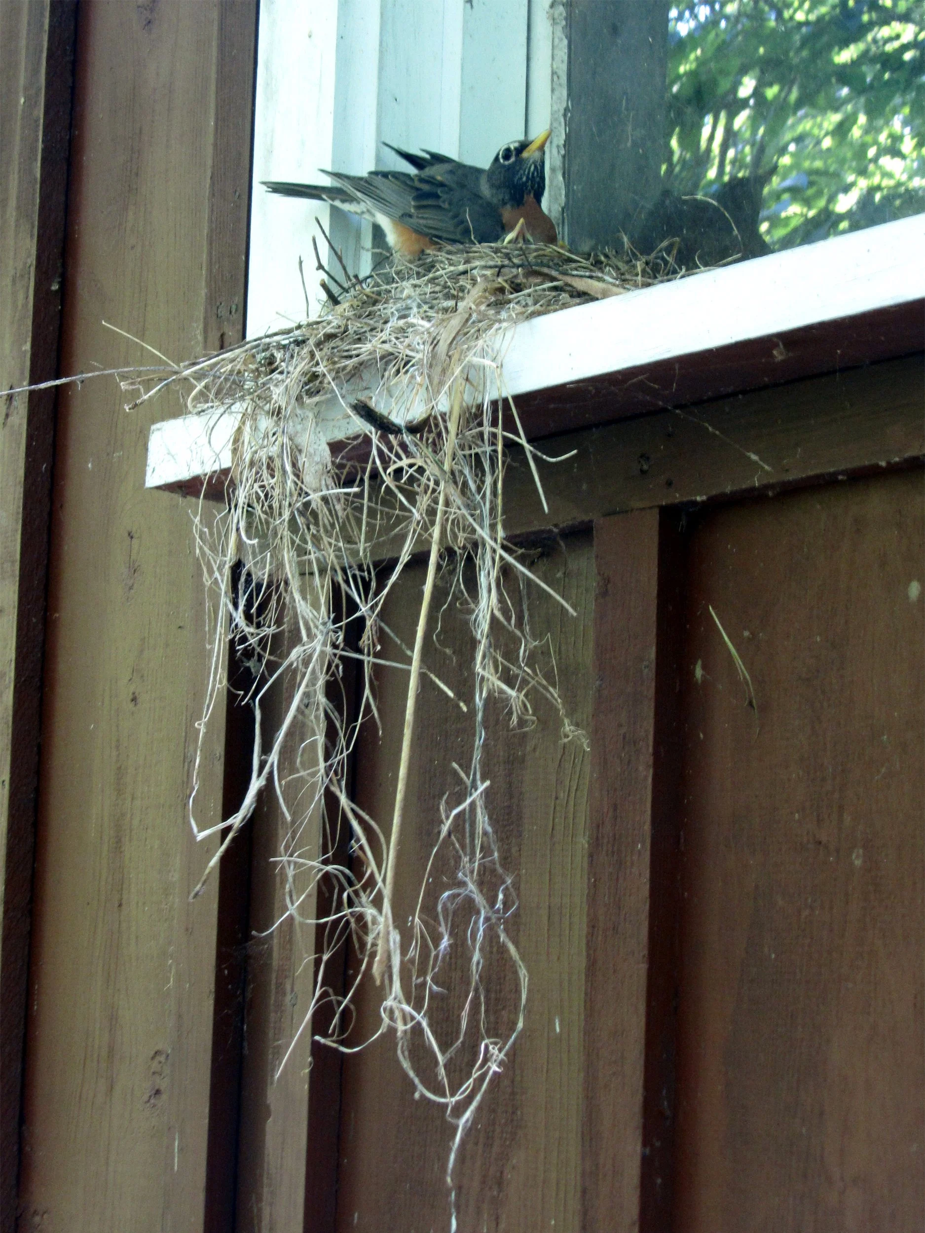 Building 2 - Bird 1.jpg