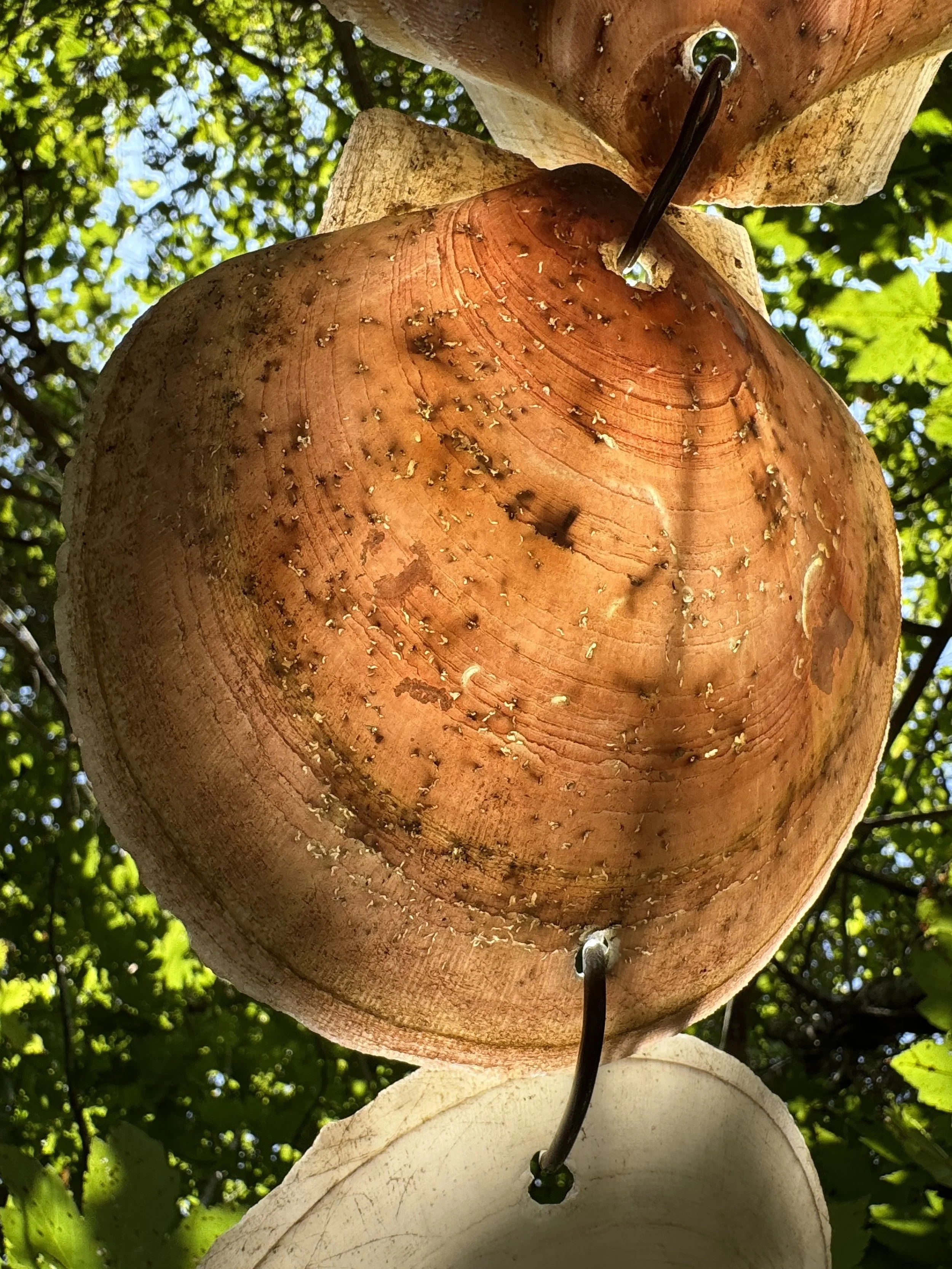 08-31-24 - Ninigret Park - Shells 03.JPEG