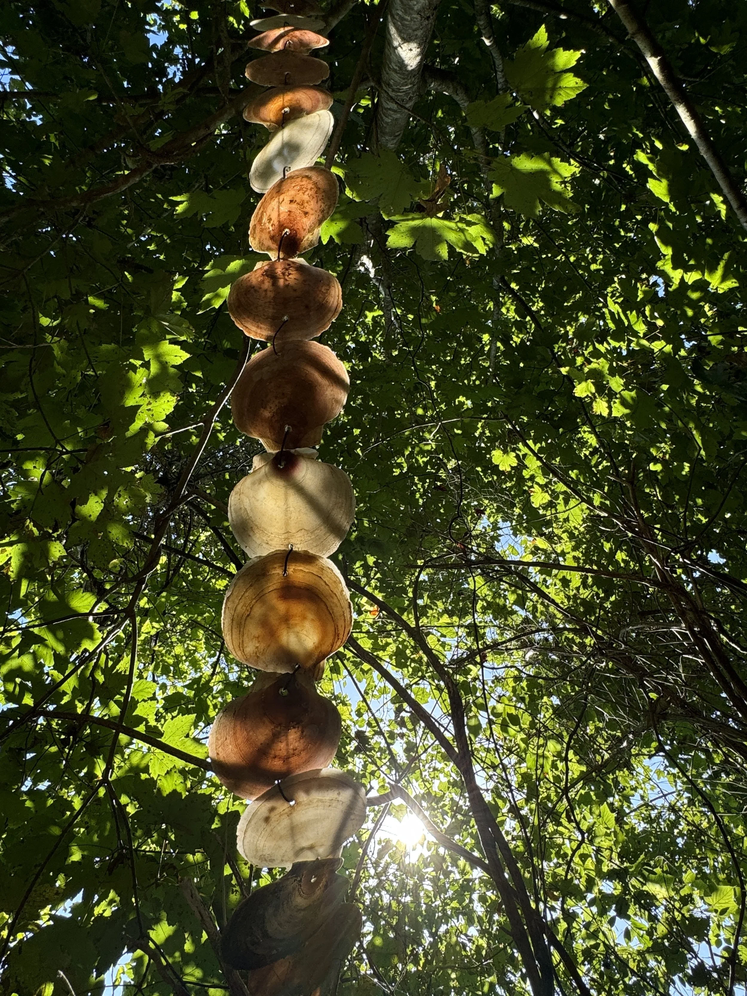 08-31-24 - Ninigret Park - Shells 02.JPEG