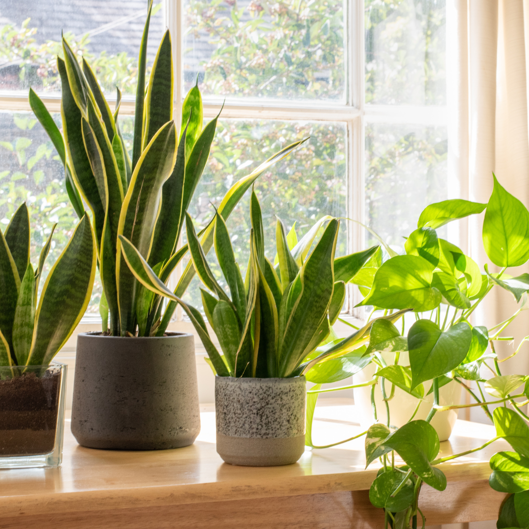 House plants Air Quality, Stress Reduction & Radiation Protector