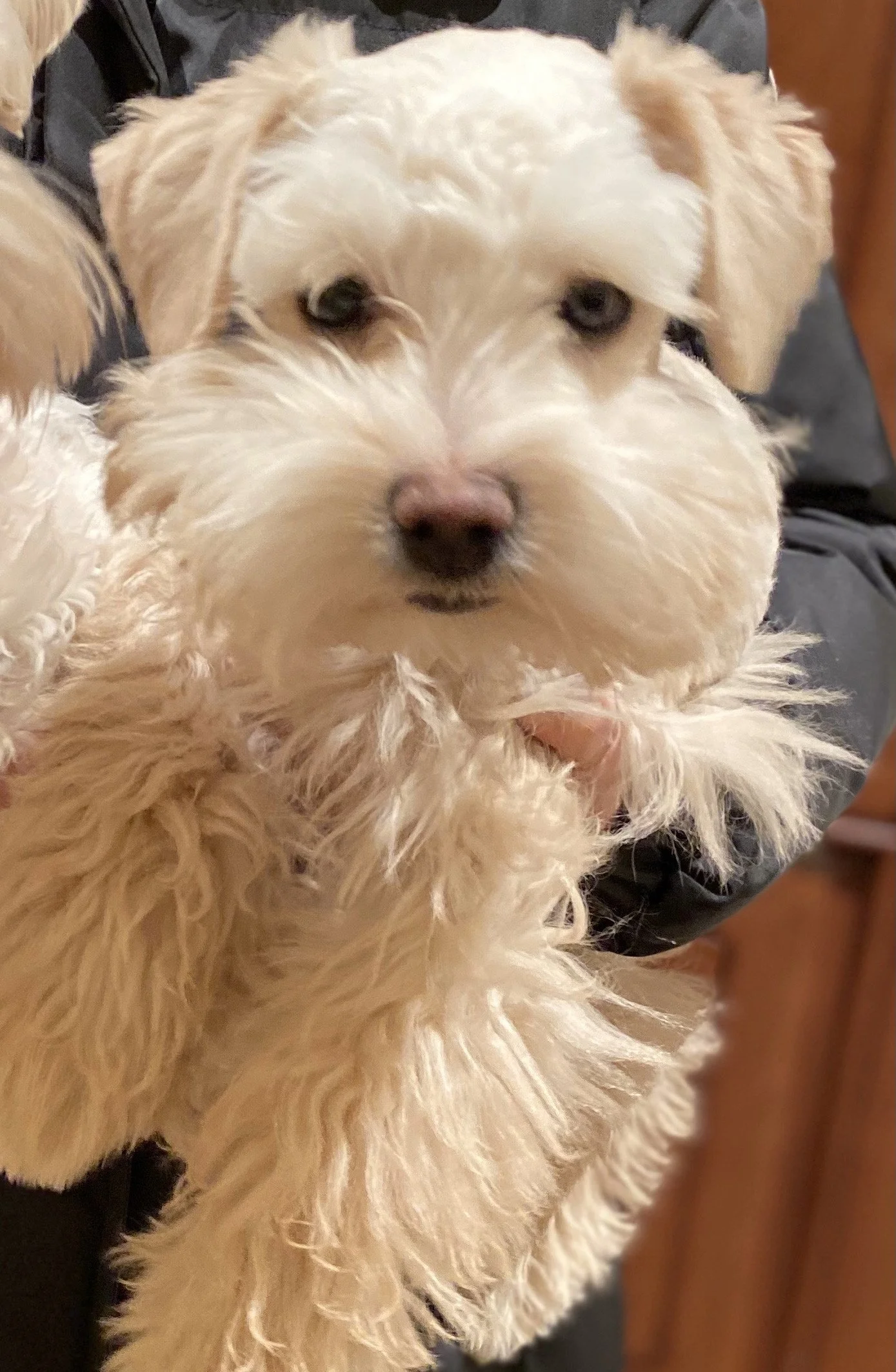 Cream schnauzer in PA Bethlehem